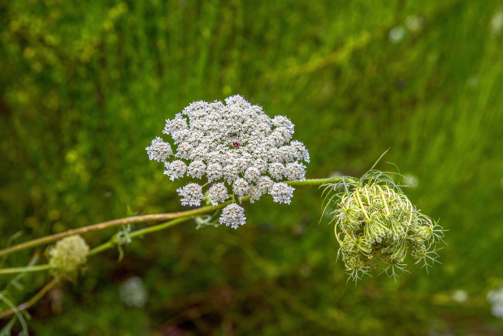 Pentax K-1 Mark II sample photo. Flower, white, country photography