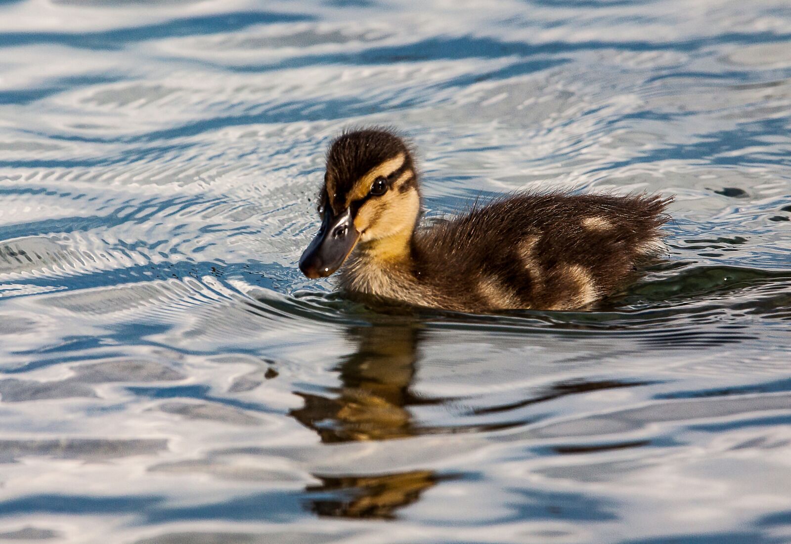 Canon EOS 50D sample photo. Mallard, chicks, duck photography