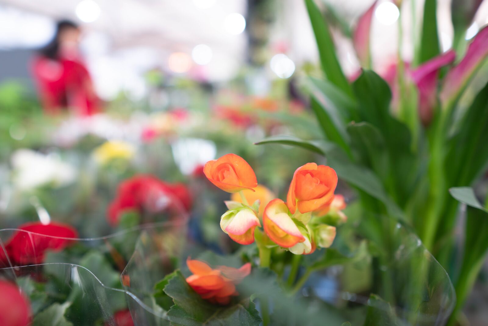 Sigma 16mm F1.4 DC DN | C sample photo. Flower, orange, beautiful photography