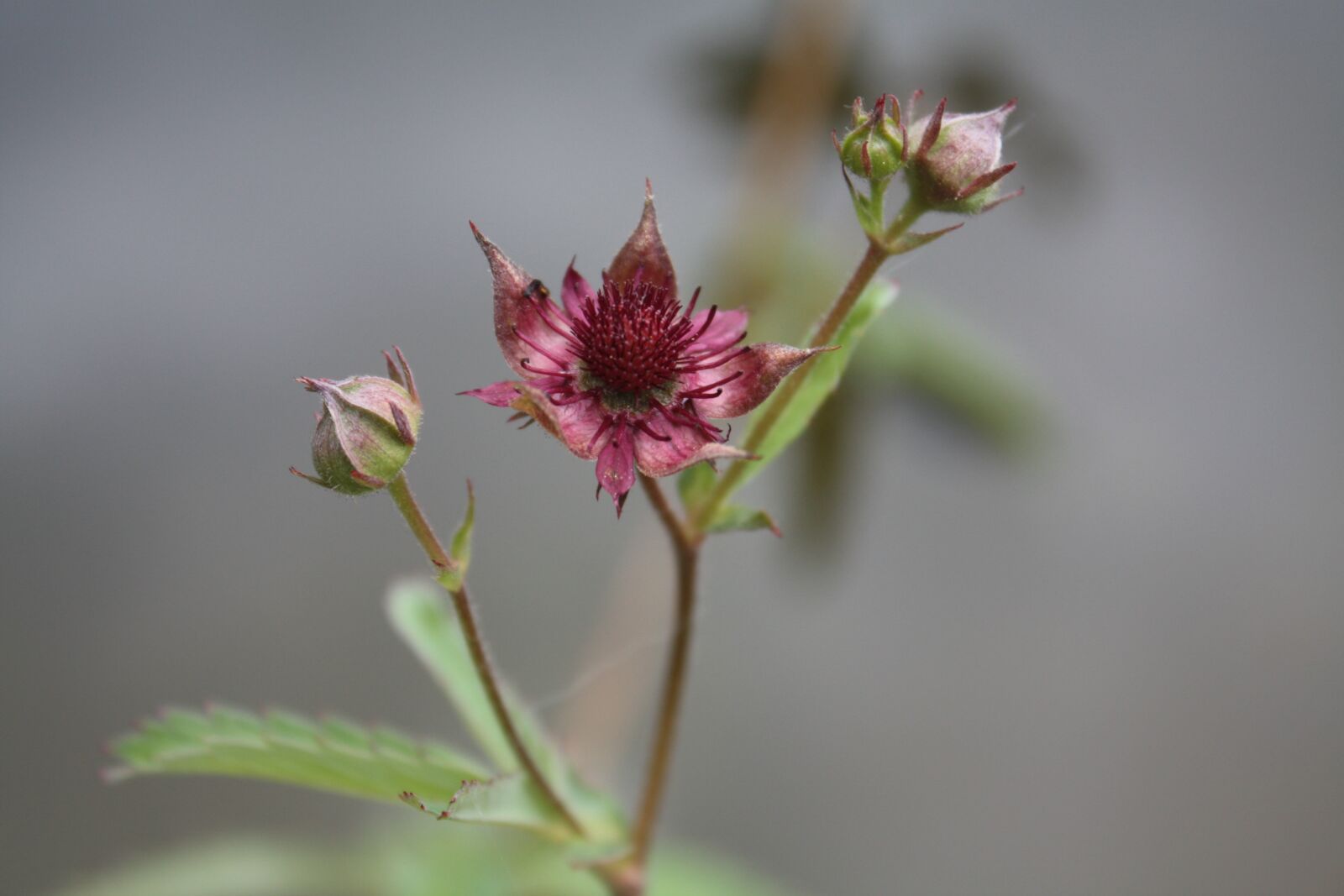 Canon EOS 450D (EOS Rebel XSi / EOS Kiss X2) sample photo. Potentilla palustris, swamp-blood eye photography