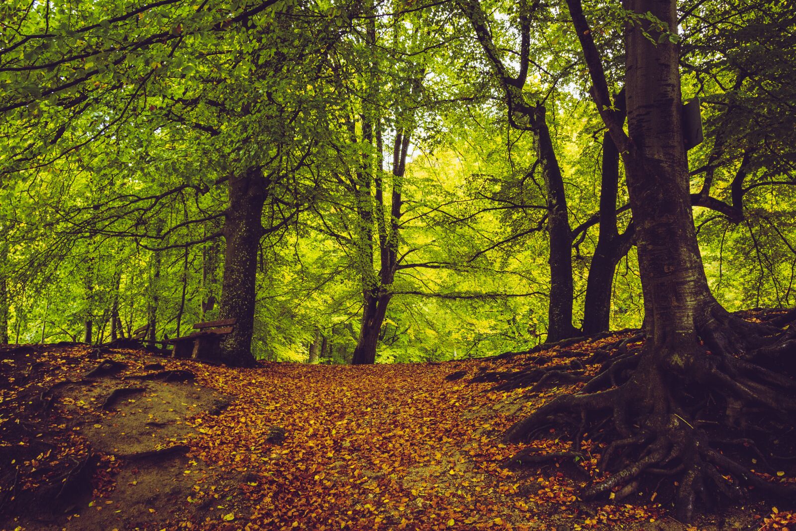 Canon EOS 650D (EOS Rebel T4i / EOS Kiss X6i) sample photo. Forest path, autumn, fall photography