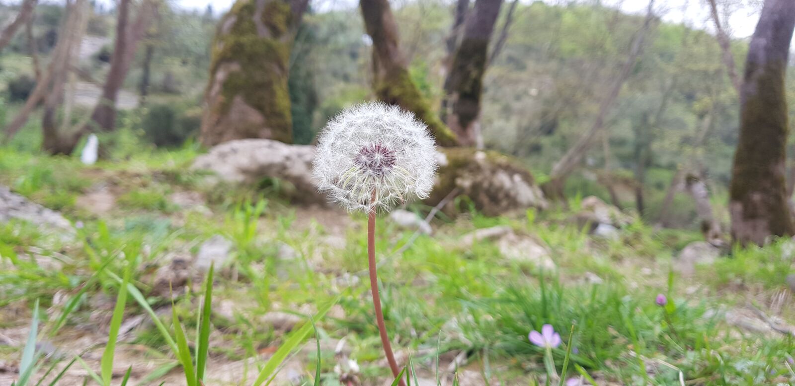 Samsung Galaxy S8+ sample photo. Istanbul, nature, turkey photography