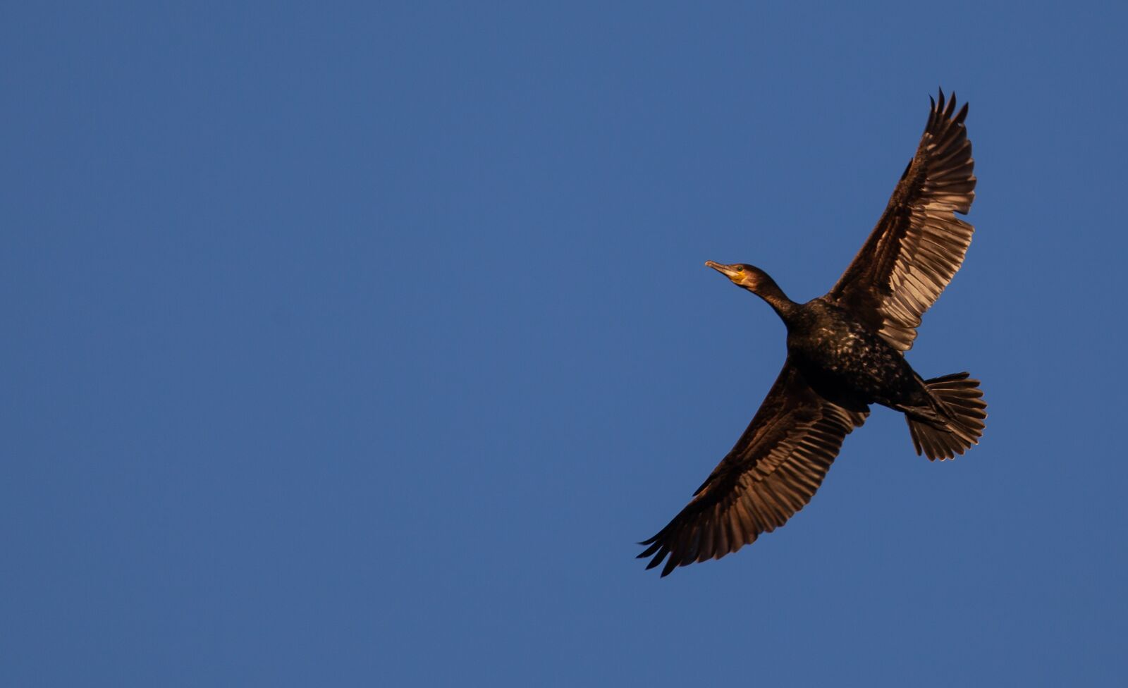 Canon EOS 5D Mark II sample photo. Cormorant, waterbird, cormorant flying photography