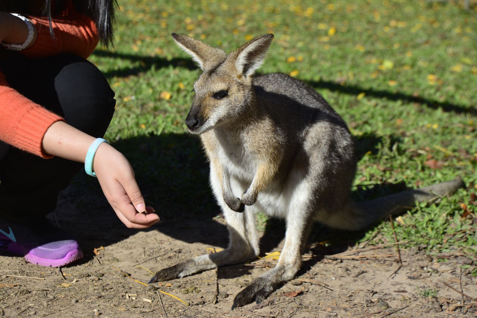Nikon D5200 sample photo. Australia, brisbane, animal photography