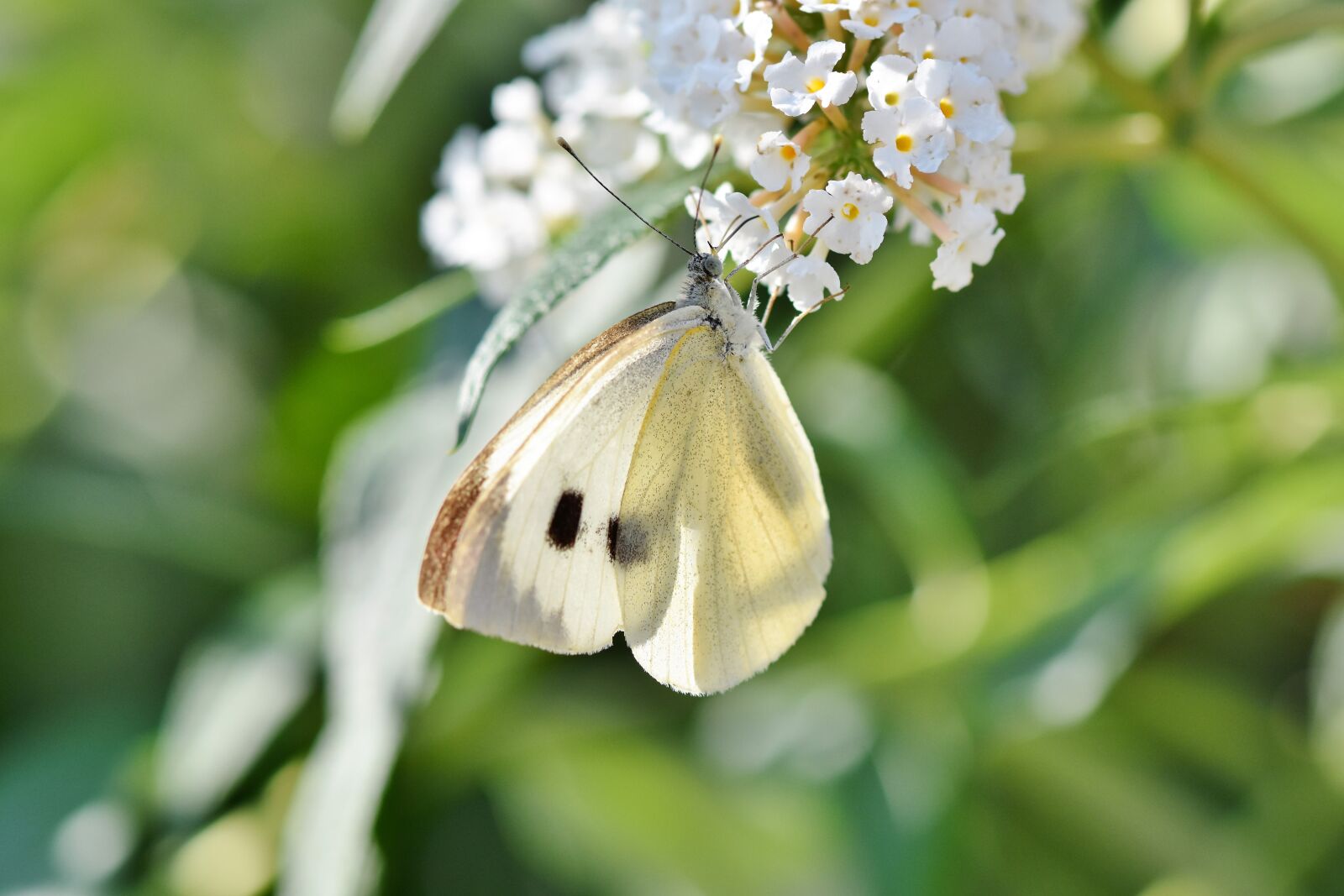 Nikon D7200 sample photo. White ling, butterfly, insect photography