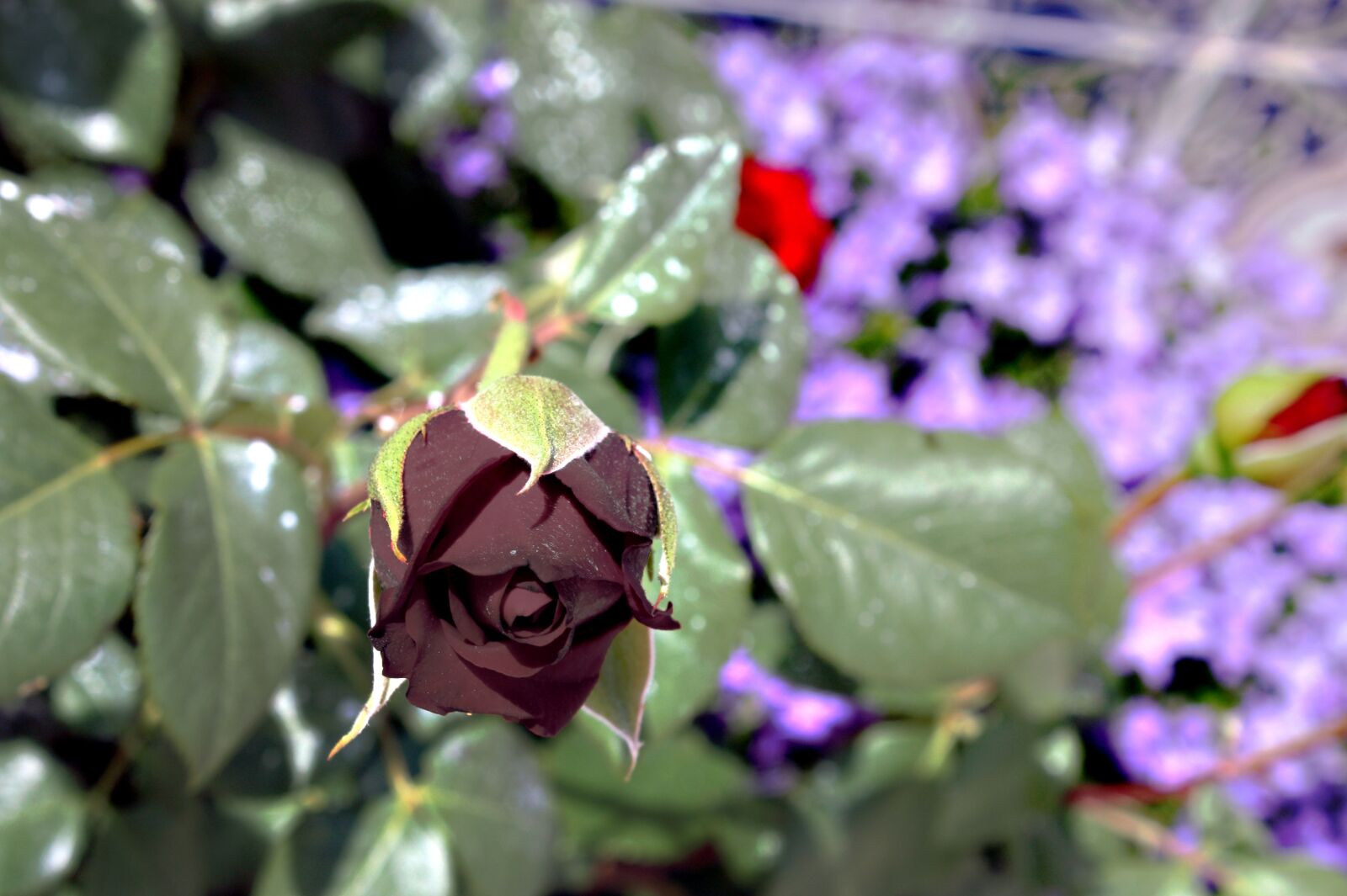 Canon EOS 450D (EOS Rebel XSi / EOS Kiss X2) sample photo. Rosa, plant, wild photography