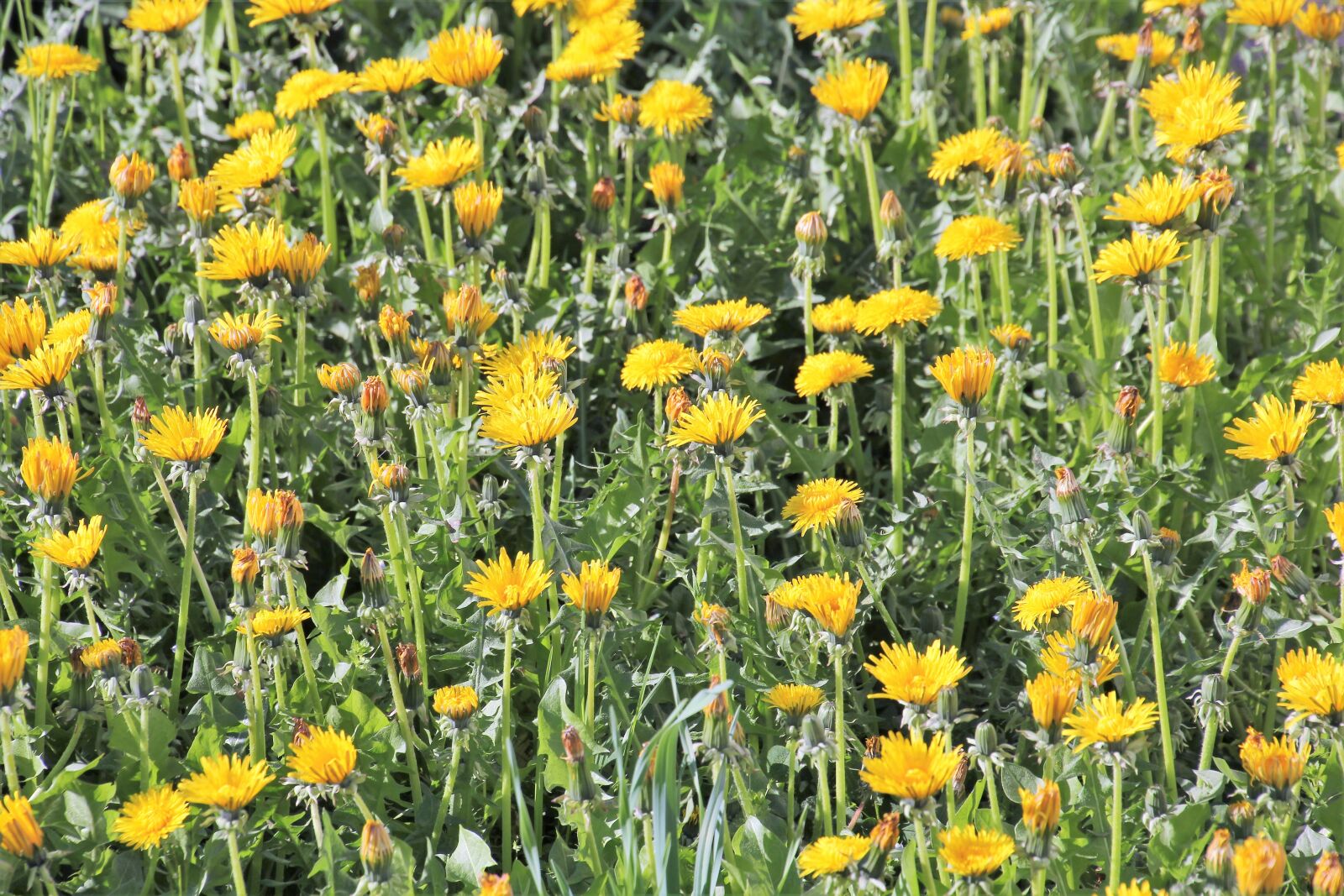 Canon EOS 60D sample photo. Dandelion, flowers, garden photography