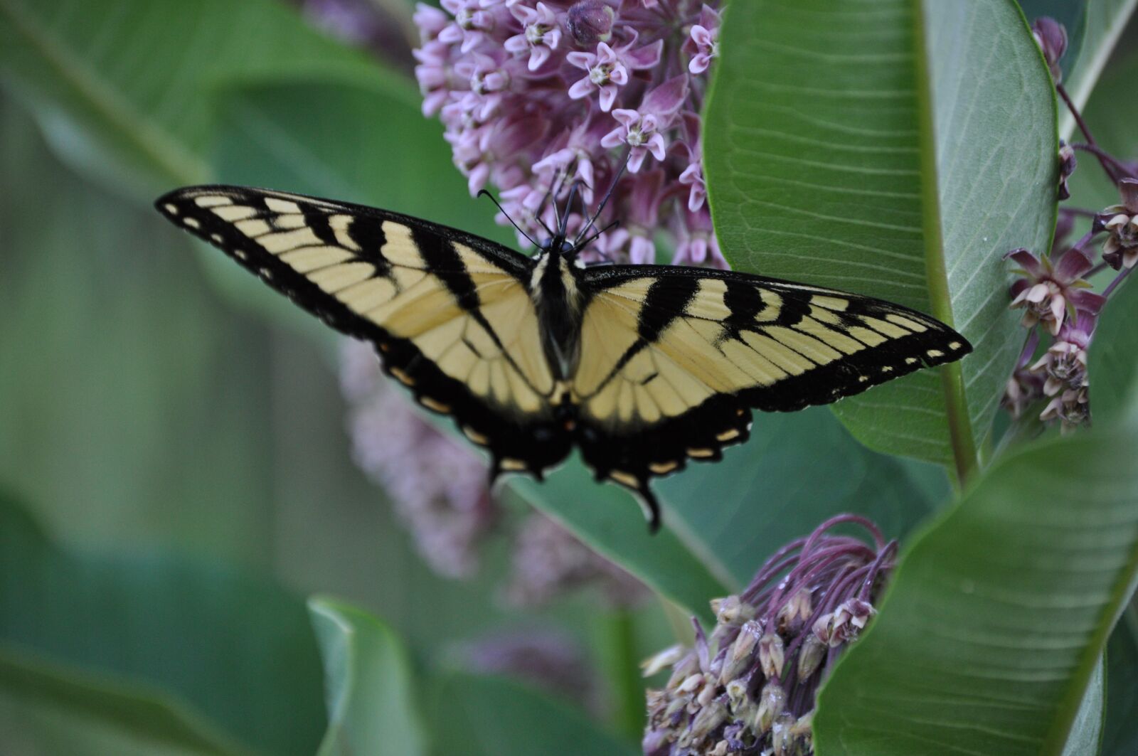 Nikon D5000 sample photo. Butterfly, butterfly bush, purple photography