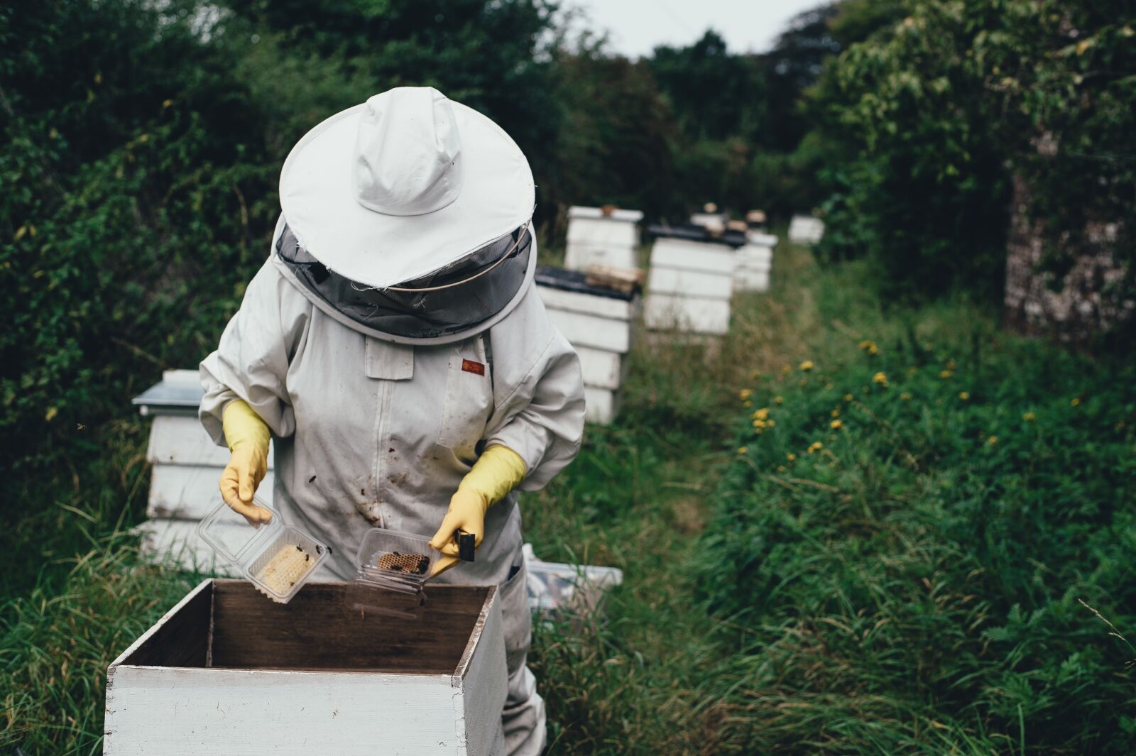 Nikon D4S sample photo. Apiary, bee, bee farm photography