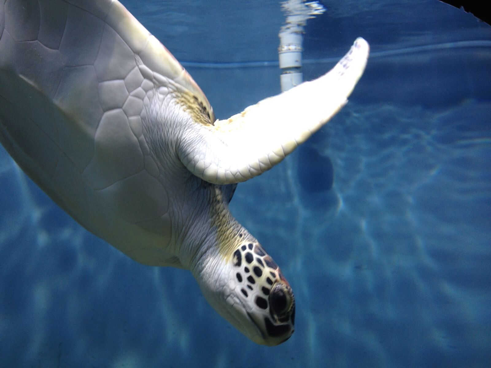 iPhone 4S back camera 4.28mm f/2.4 sample photo. Sea turtle, sea world photography