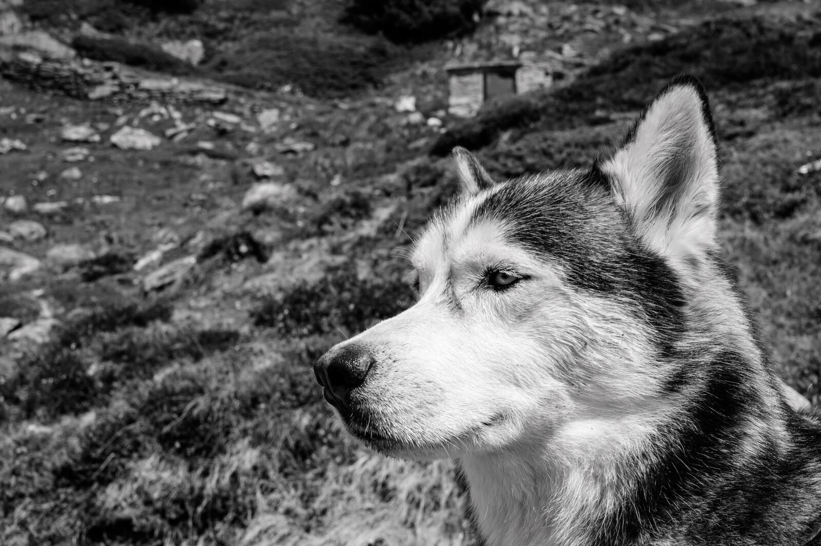 Nikon Nikkor Z 24-70mm F4 S sample photo. Husky, dog, animal photography