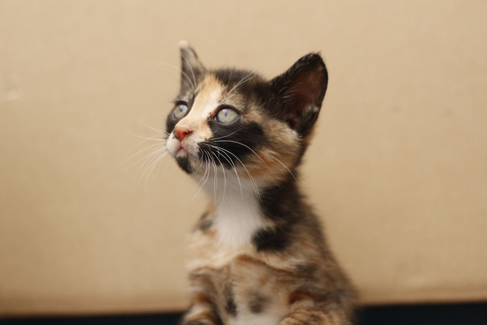 Canon EOS 700D (EOS Rebel T5i / EOS Kiss X7i) sample photo. Cat, cute, the cat photography