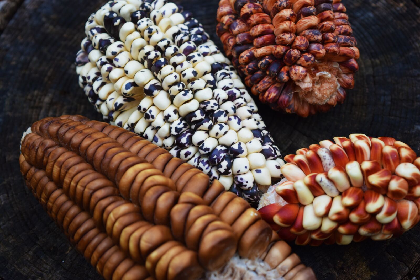 Nikon D3300 sample photo. Seed, corn, nature photography