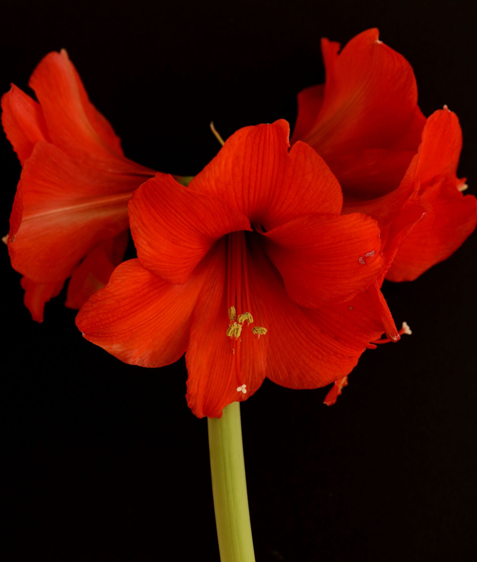Canon EOS R sample photo. Amaryllis, flower, bloom photography