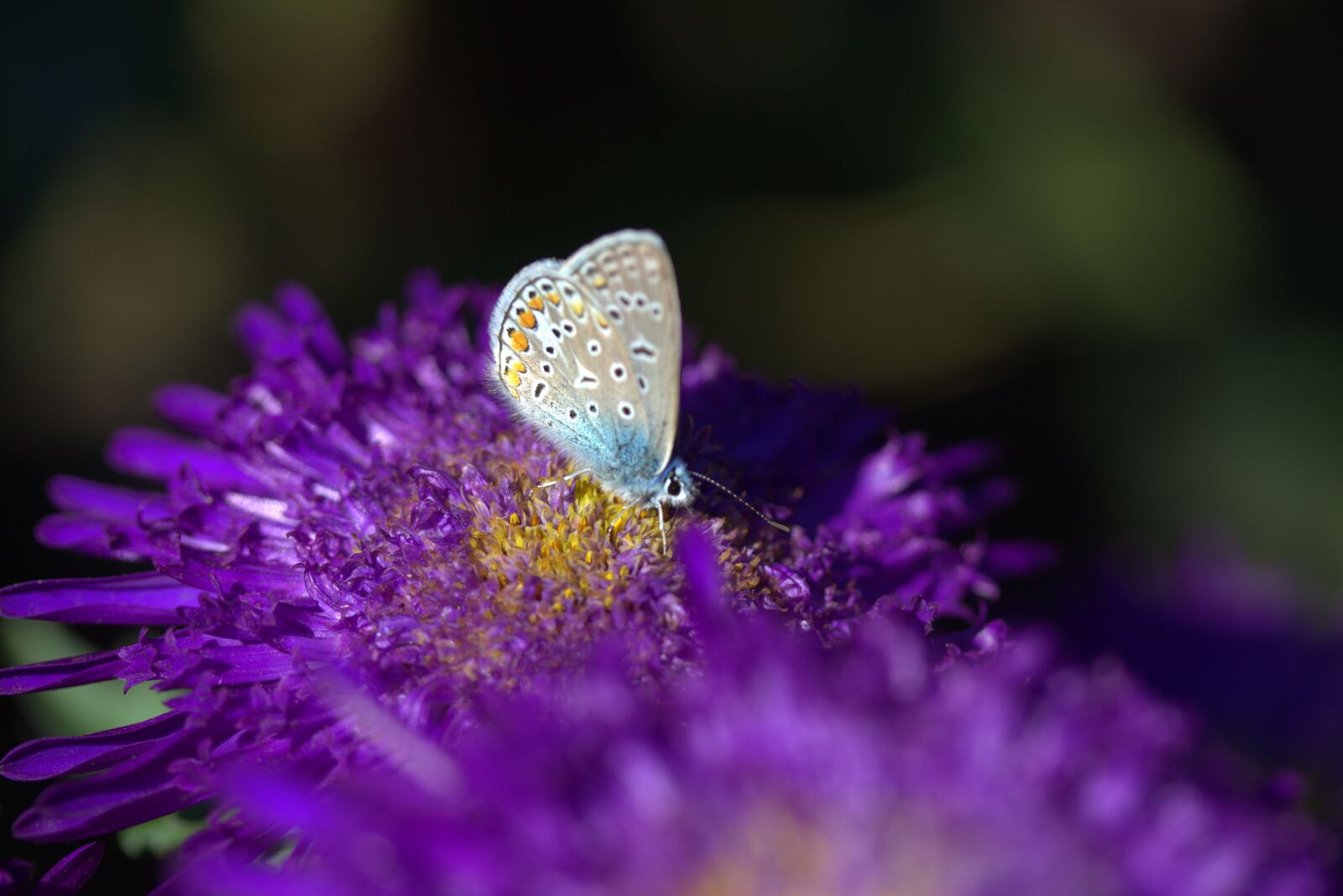 Canon EF-S 60mm F2.8 Macro USM sample photo. Butterfly, blue, flower photography