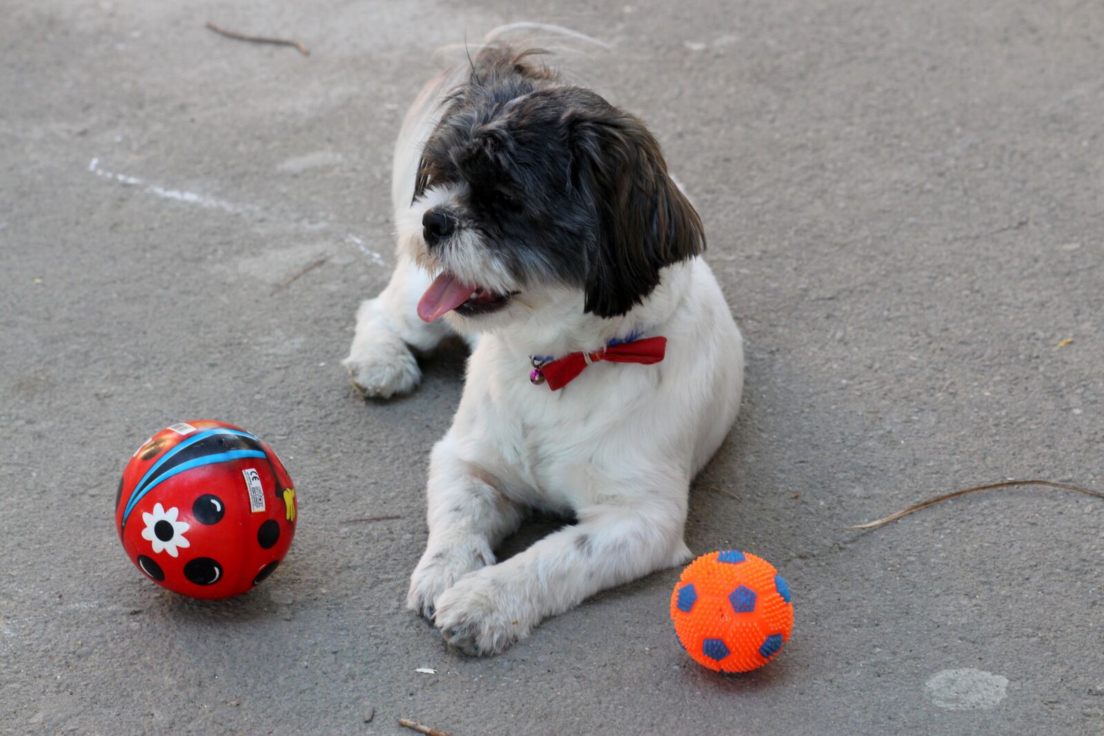 Canon EOS 700D (EOS Rebel T5i / EOS Kiss X7i) + Canon EF 85mm F1.8 USM sample photo. Dog, play, ball photography