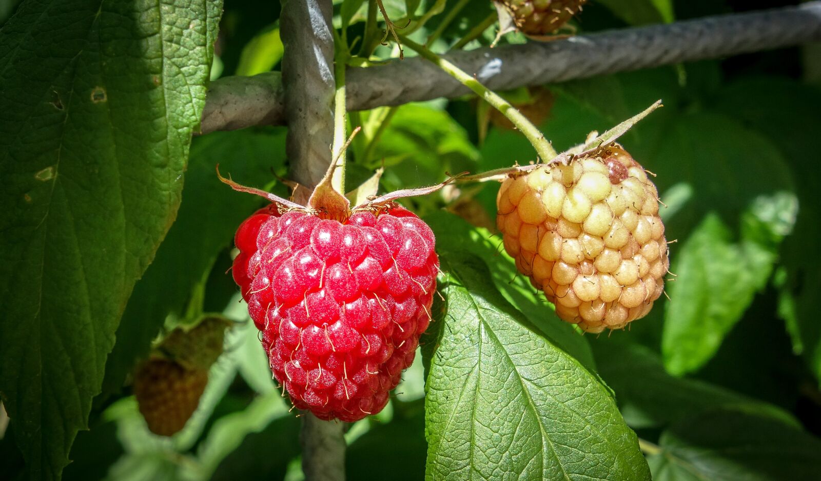 Sony Cyber-shot DSC-RX100 sample photo. Raspberries, himbeerstrauch, ripe photography