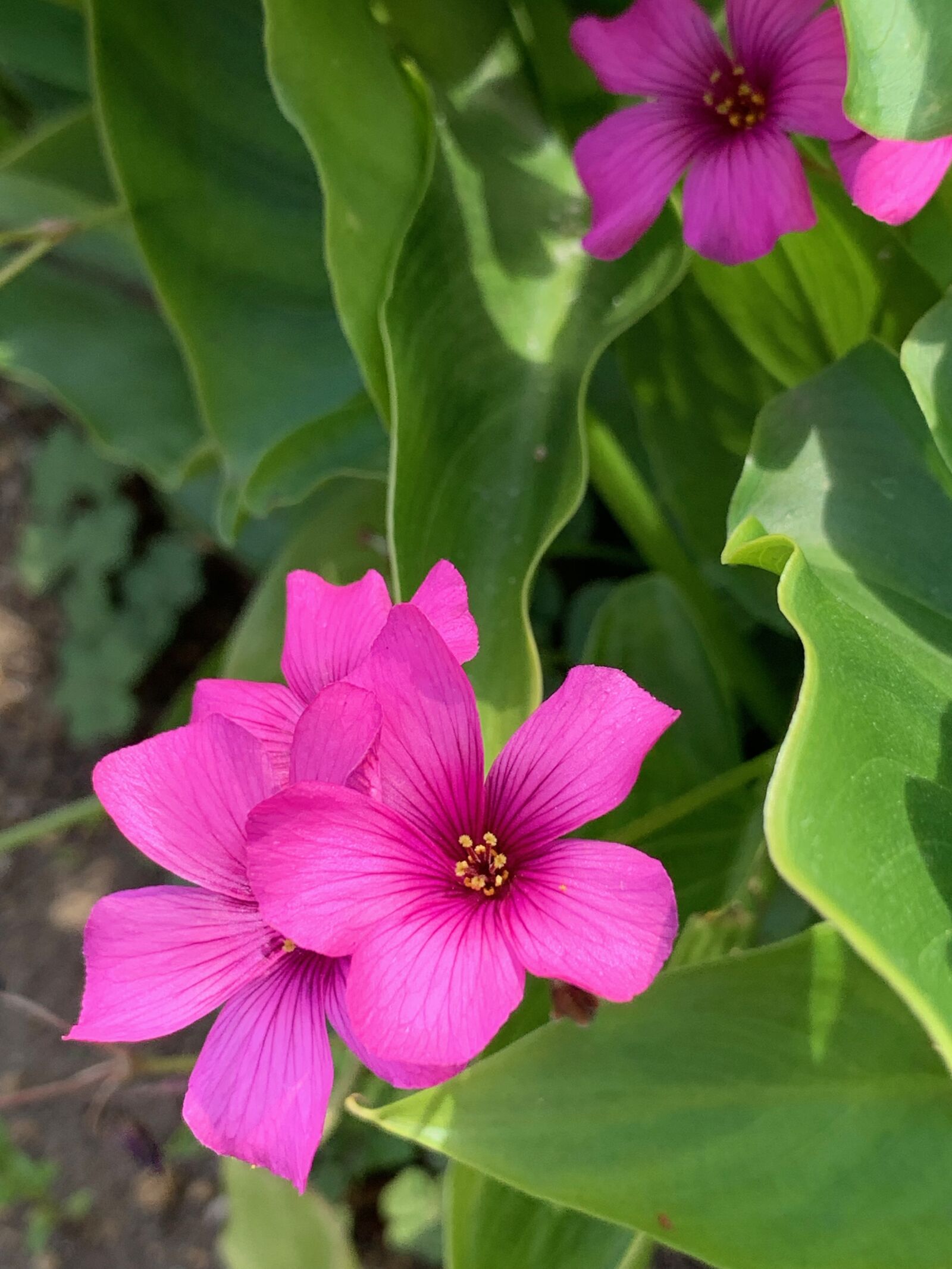 iPhone XS Max back dual camera 4.25mm f/1.8 sample photo. Pink flower, roadside flowers photography