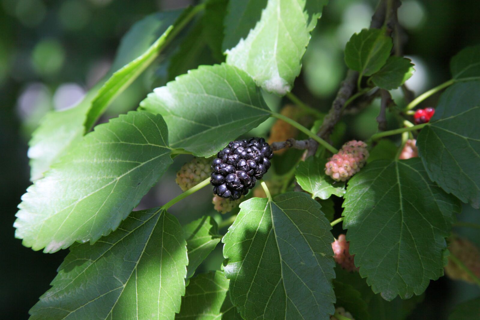 Canon EOS 5D Mark II sample photo. Mulberry tree, the berries photography