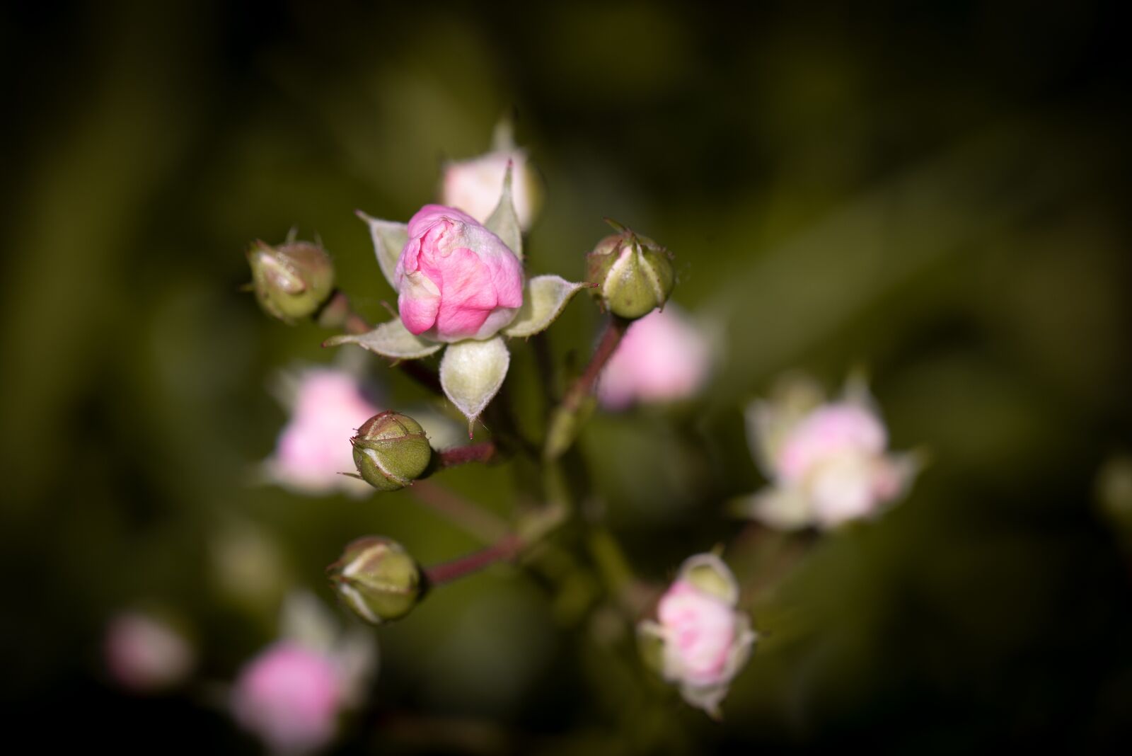 Nikon D750 sample photo. Roses, bud, flowers photography