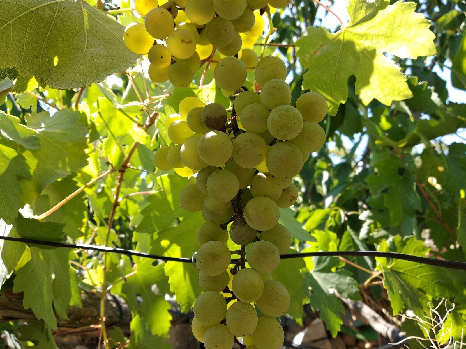 Xiaomi Redmi 5 Plus sample photo. Raisin, suspended, vine leaves photography