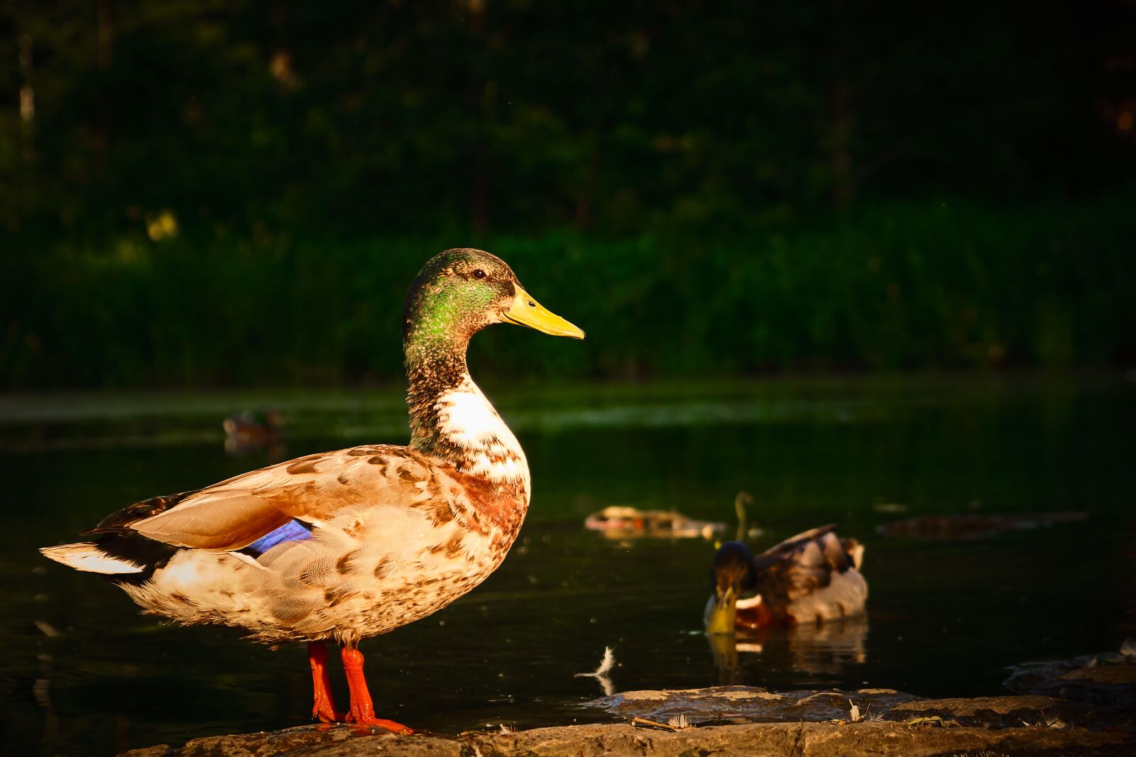 Fujifilm XF 18-55mm F2.8-4 R LM OIS sample photo. Duck, lakeside, pond photography