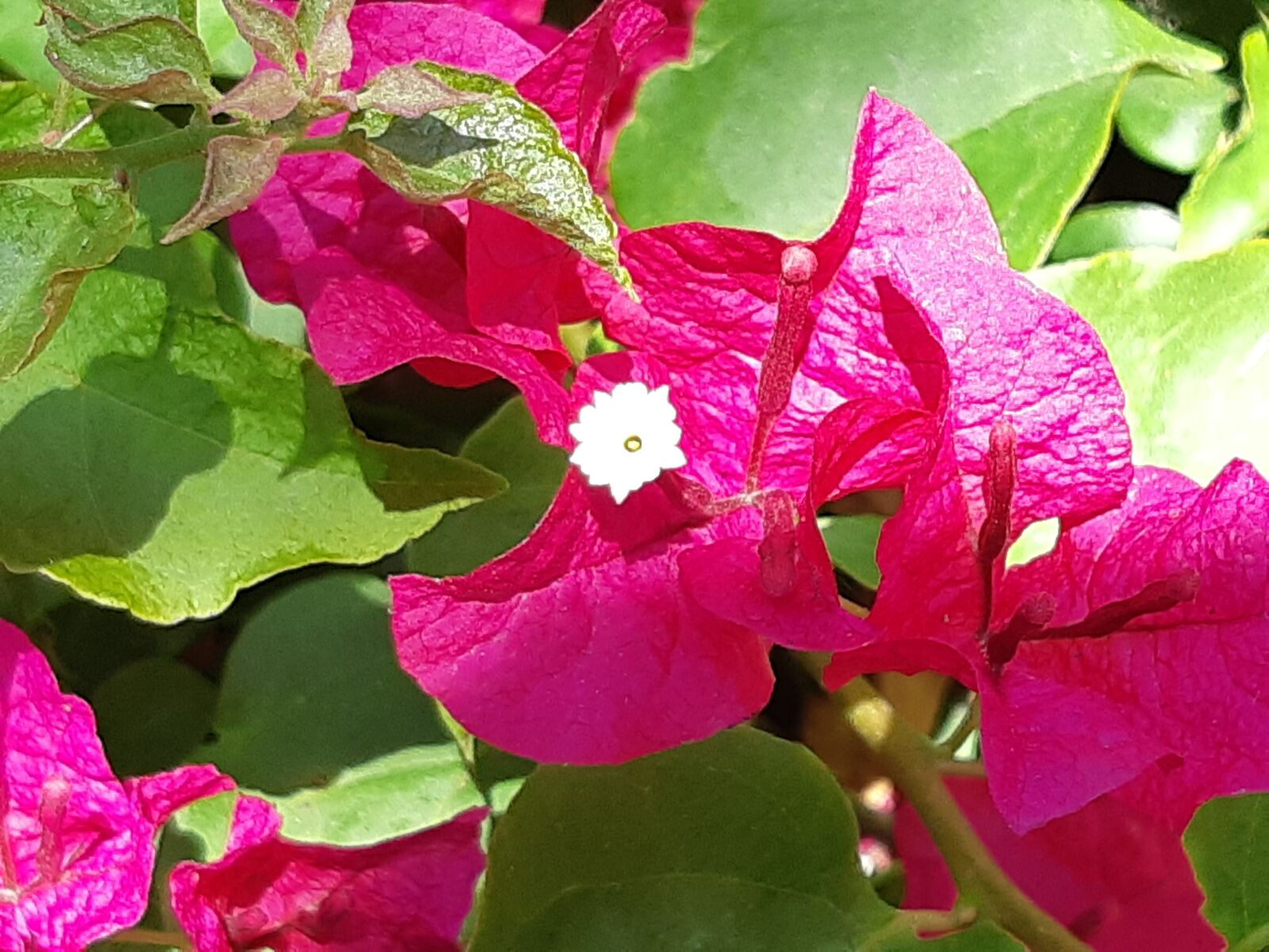 Samsung Galaxy A8(2018) sample photo. Pounds siberian, red flower photography