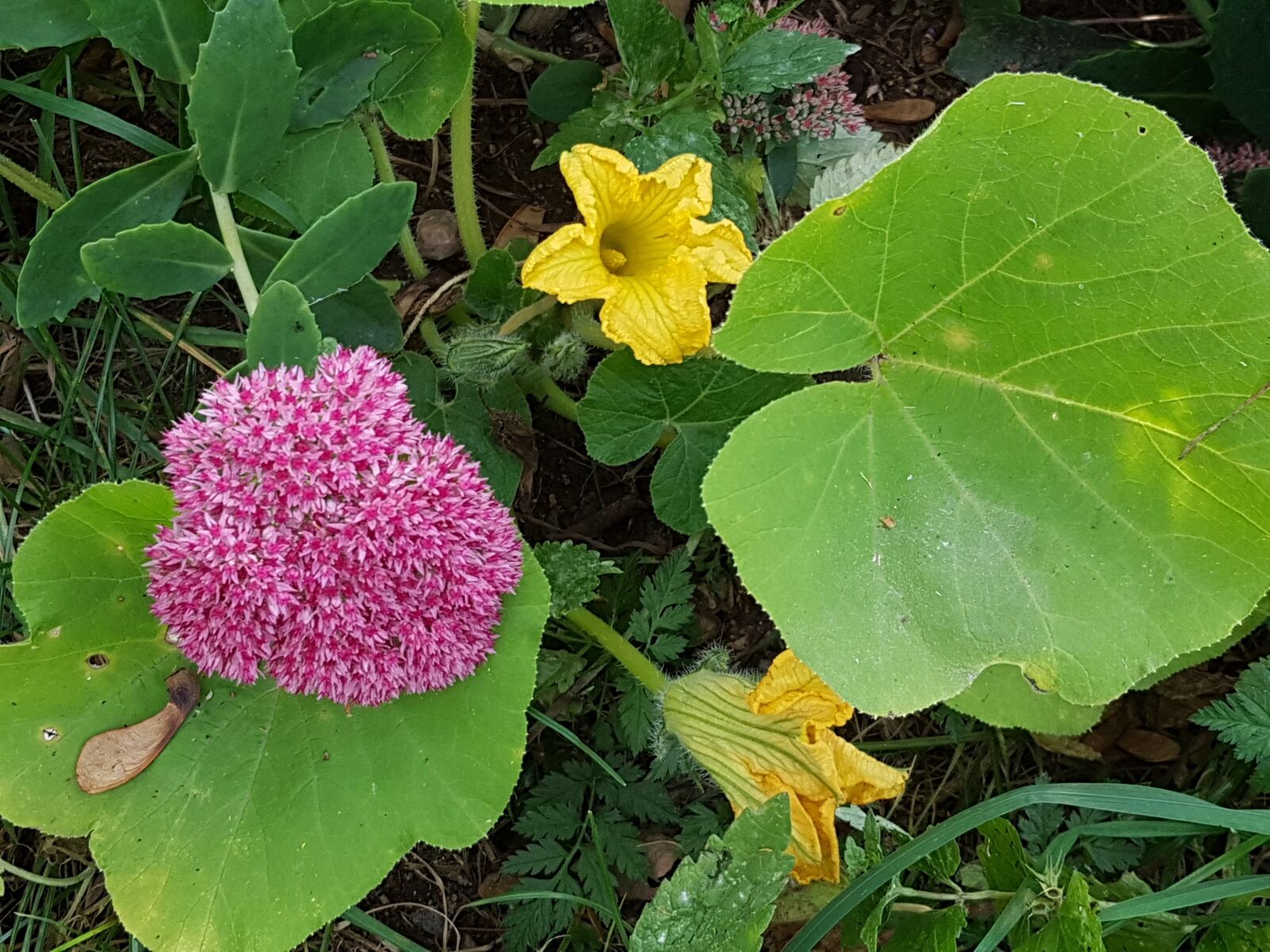 Samsung Galaxy S7 sample photo. Nasturtium, flowers, plants photography