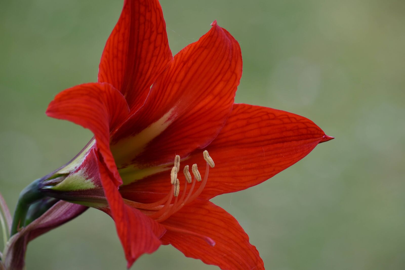 Nikon D5500 sample photo. Close-up, pistil, pollen, side photography