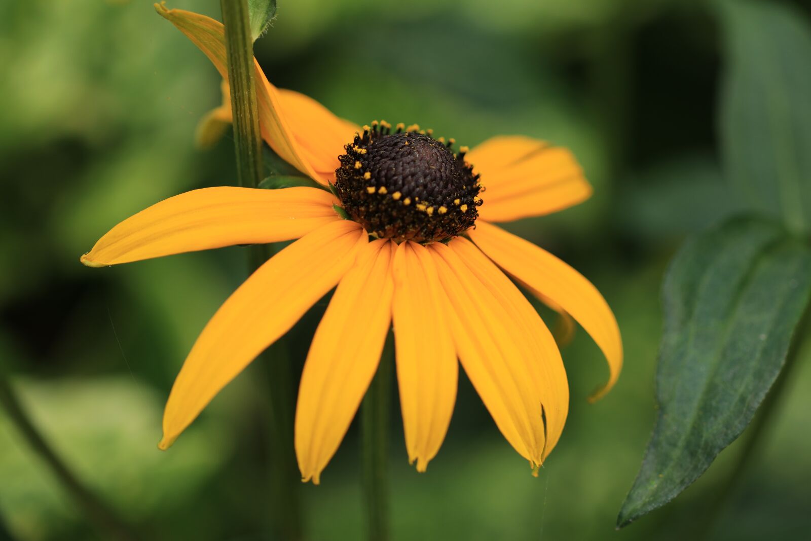 Canon EOS 80D sample photo. Flower, sun hat, rudbeckia photography