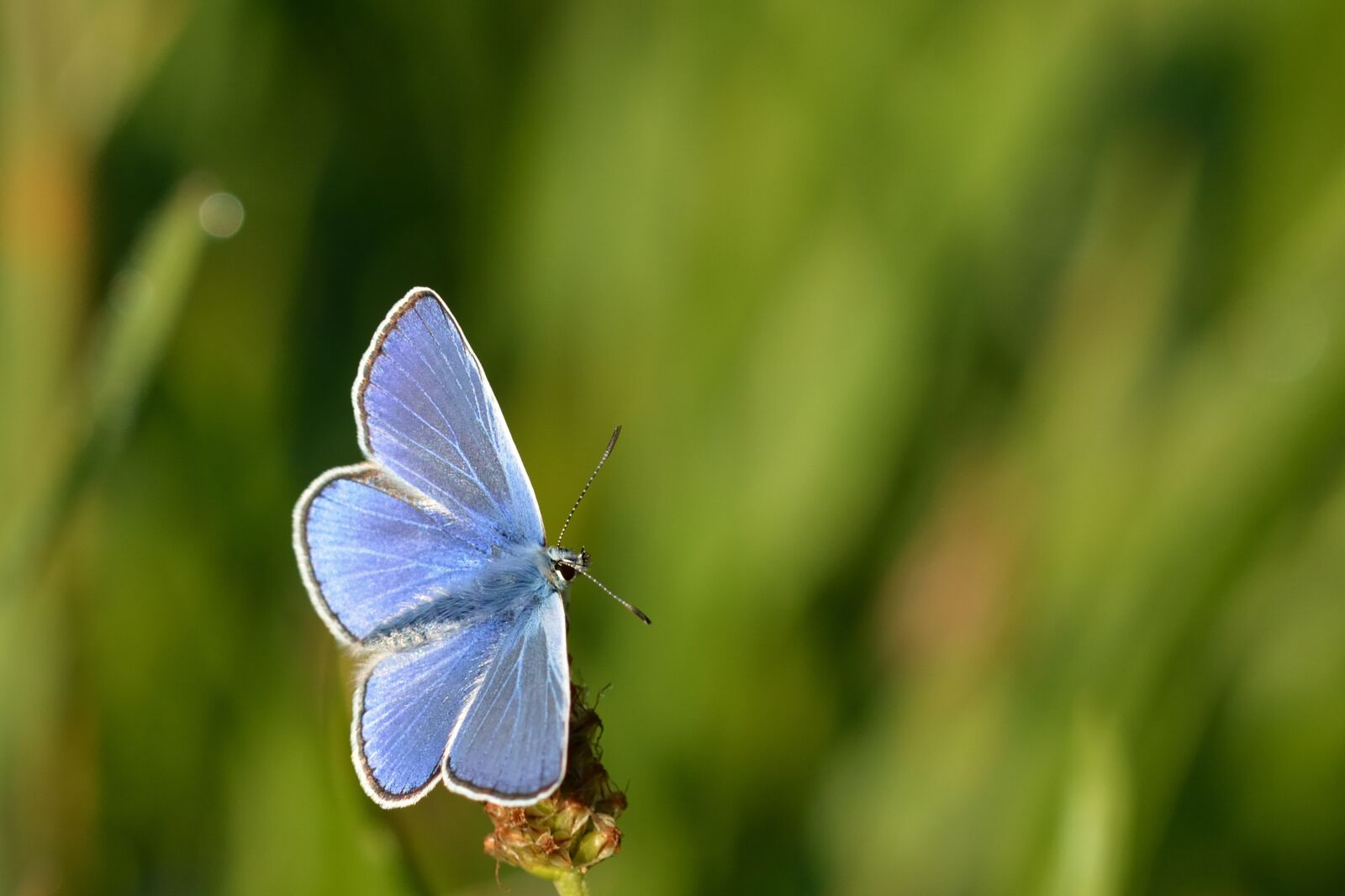 Nikon D5200 sample photo. Butterfly, hauhechel blue, insect photography