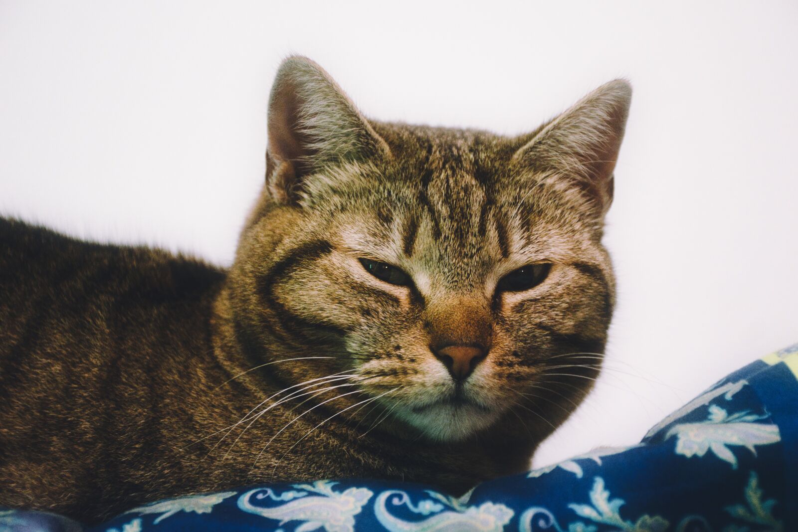 Nikon D5600 sample photo. Cat, blue, white photography