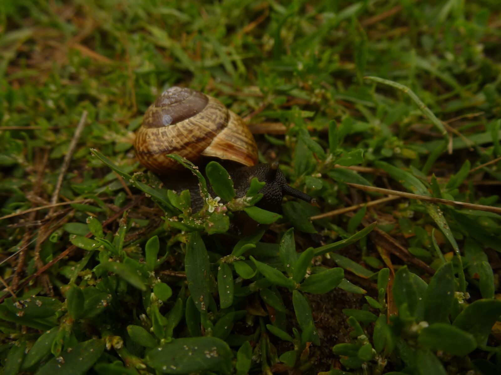 Leica V-Lux 30 / Panasonic Lumix DMC-TZ22 sample photo. Snail, nature, grass photography