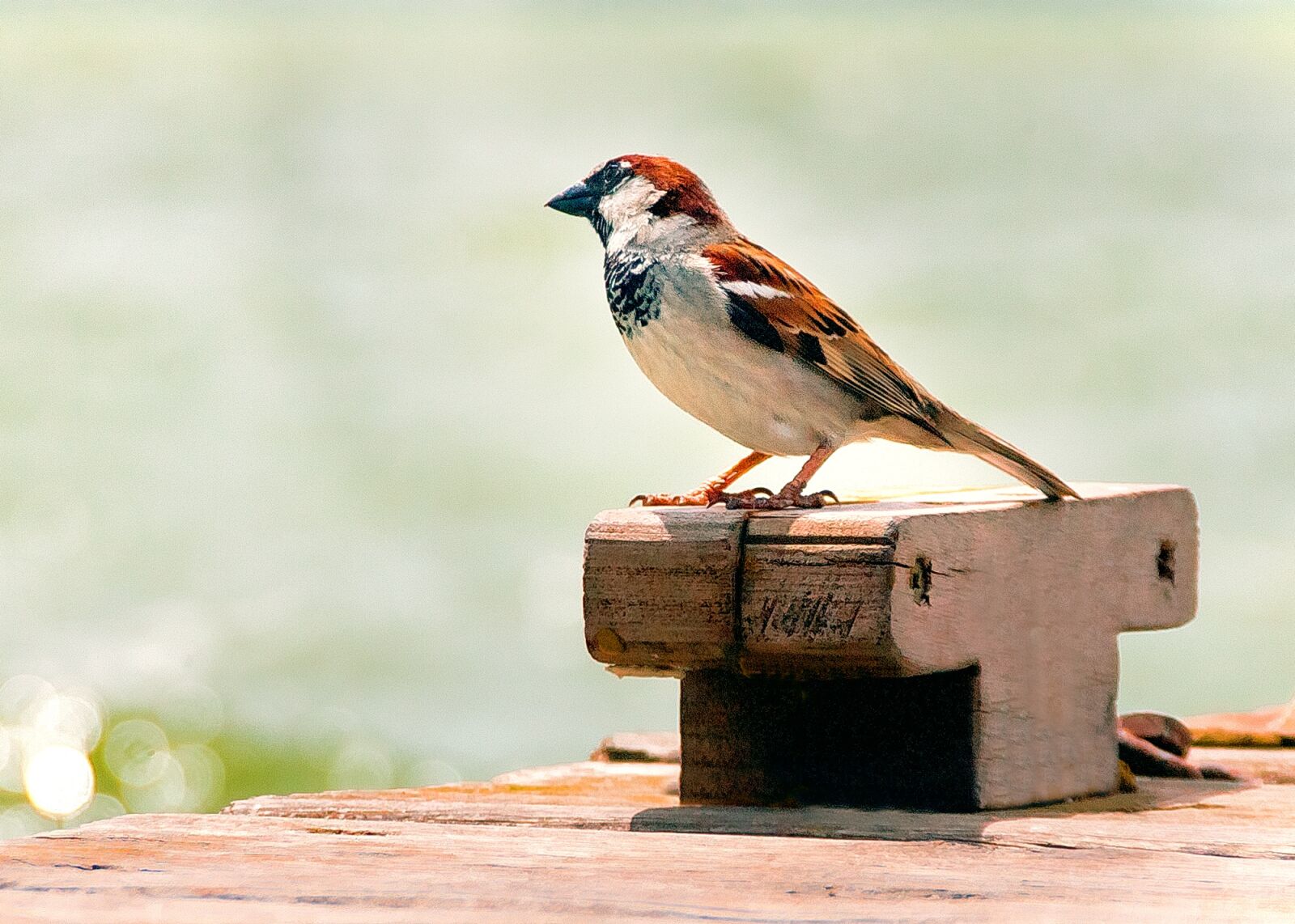 Canon EOS-1D Mark II sample photo. Bird, nature, albufera photography