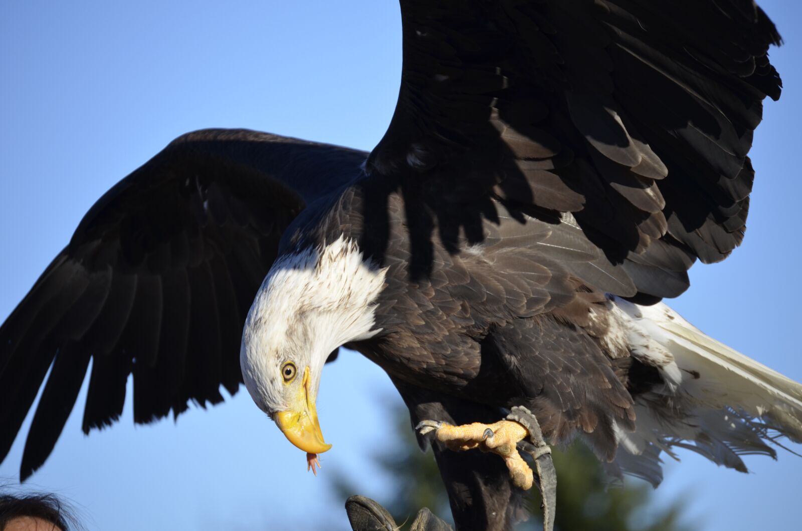 Nikon D5100 sample photo. Adler, bill, raptor photography