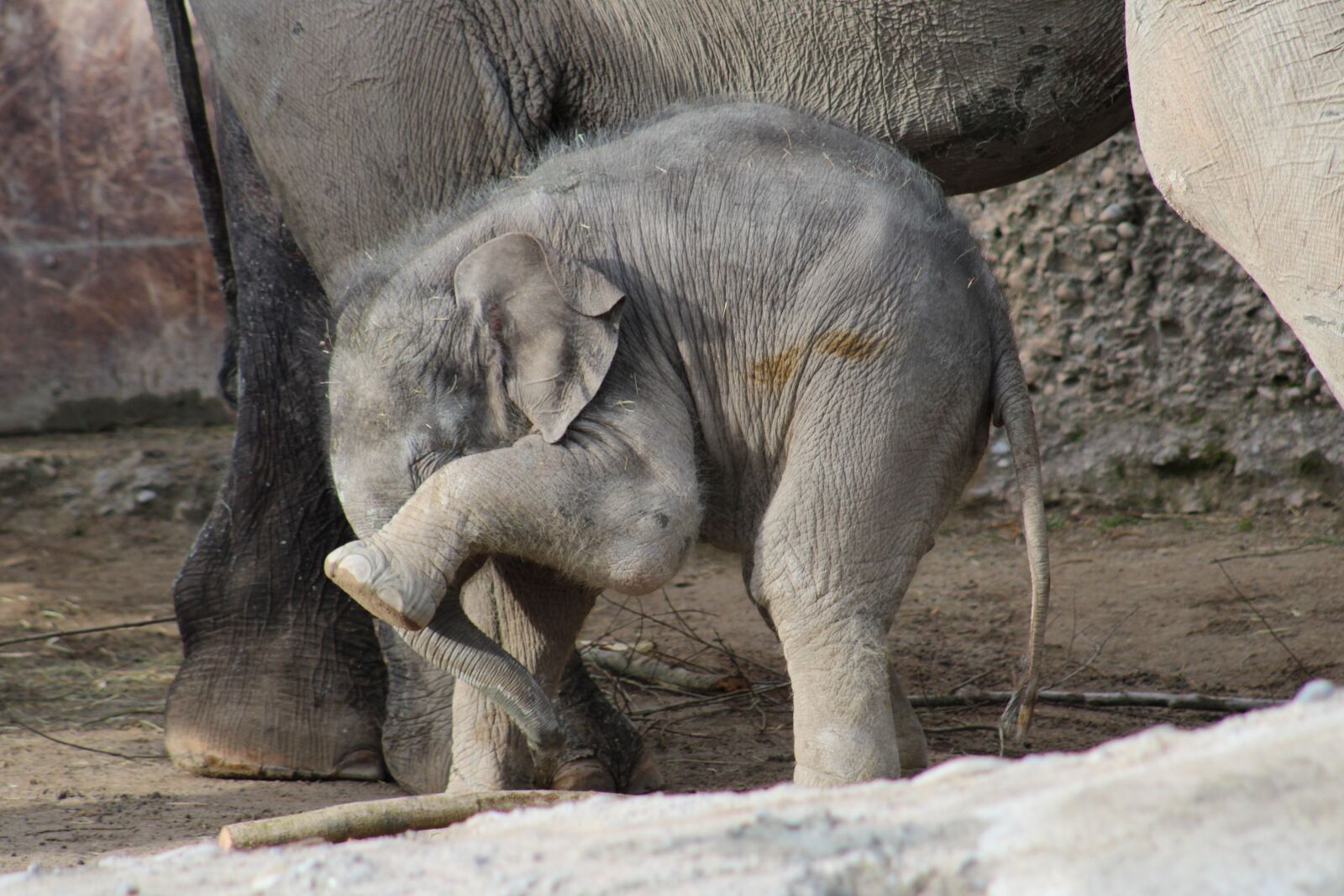 EF75-300mm f/4-5.6 sample photo. Calf, elephant, animal photography
