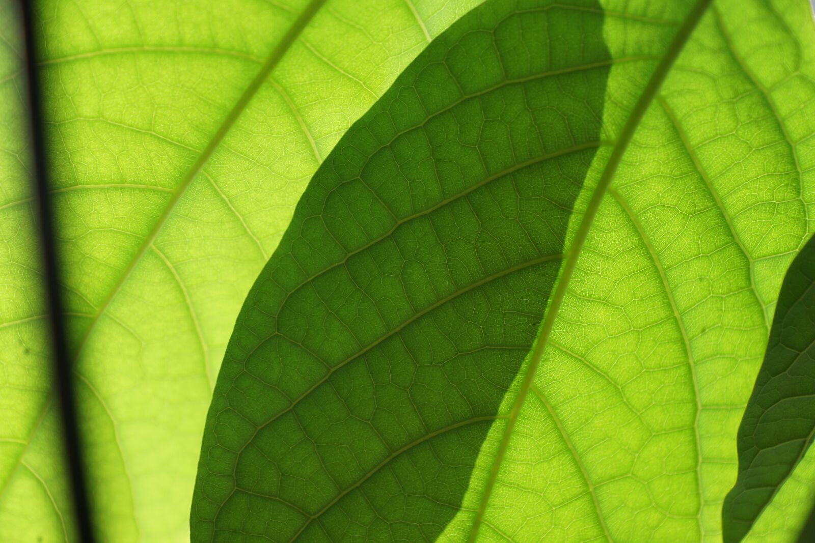 Sony DT 16-50mm F2.8 SSM sample photo. Leaves, green, mango photography