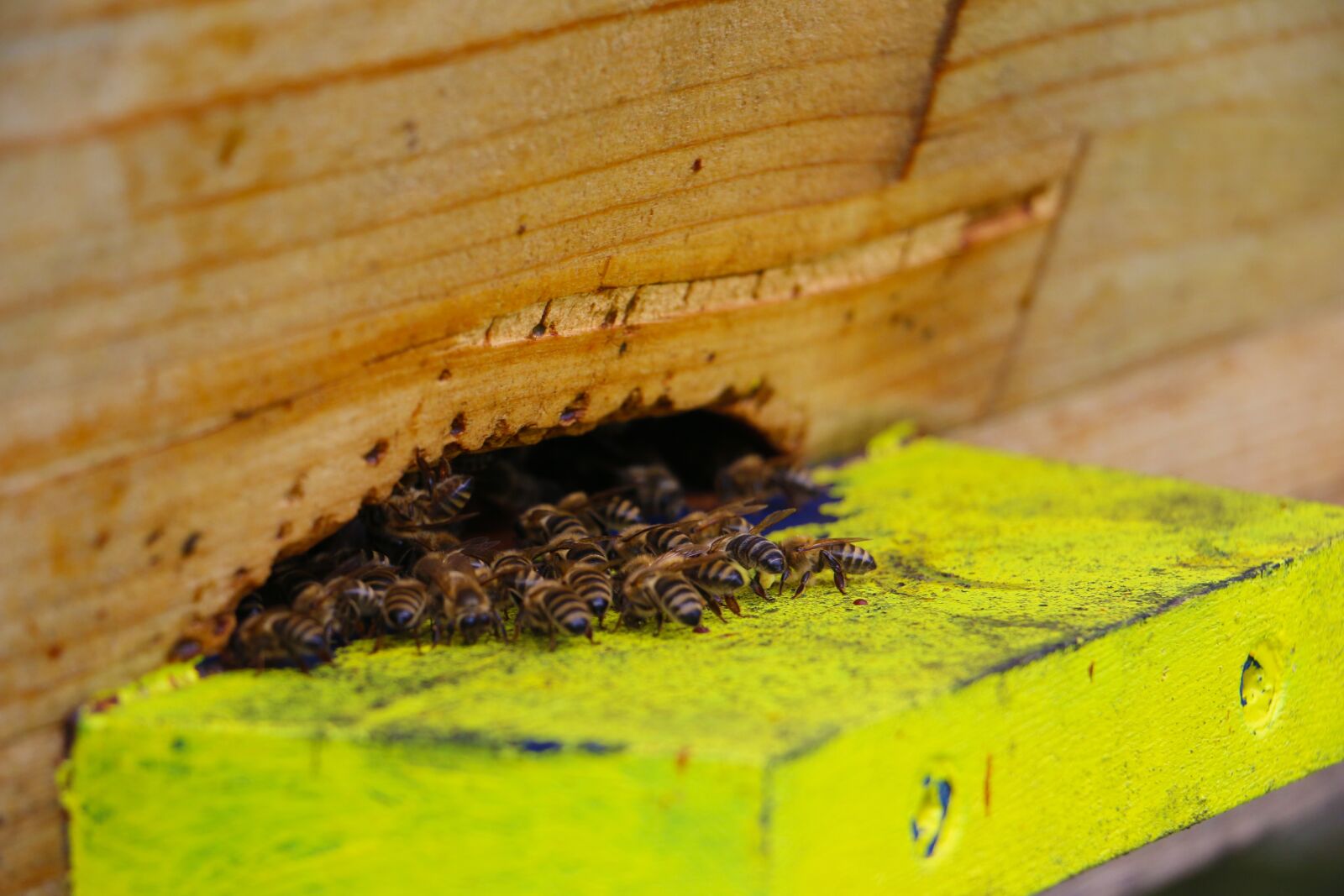Canon EOS 70D sample photo. Bees, air hole, insect photography