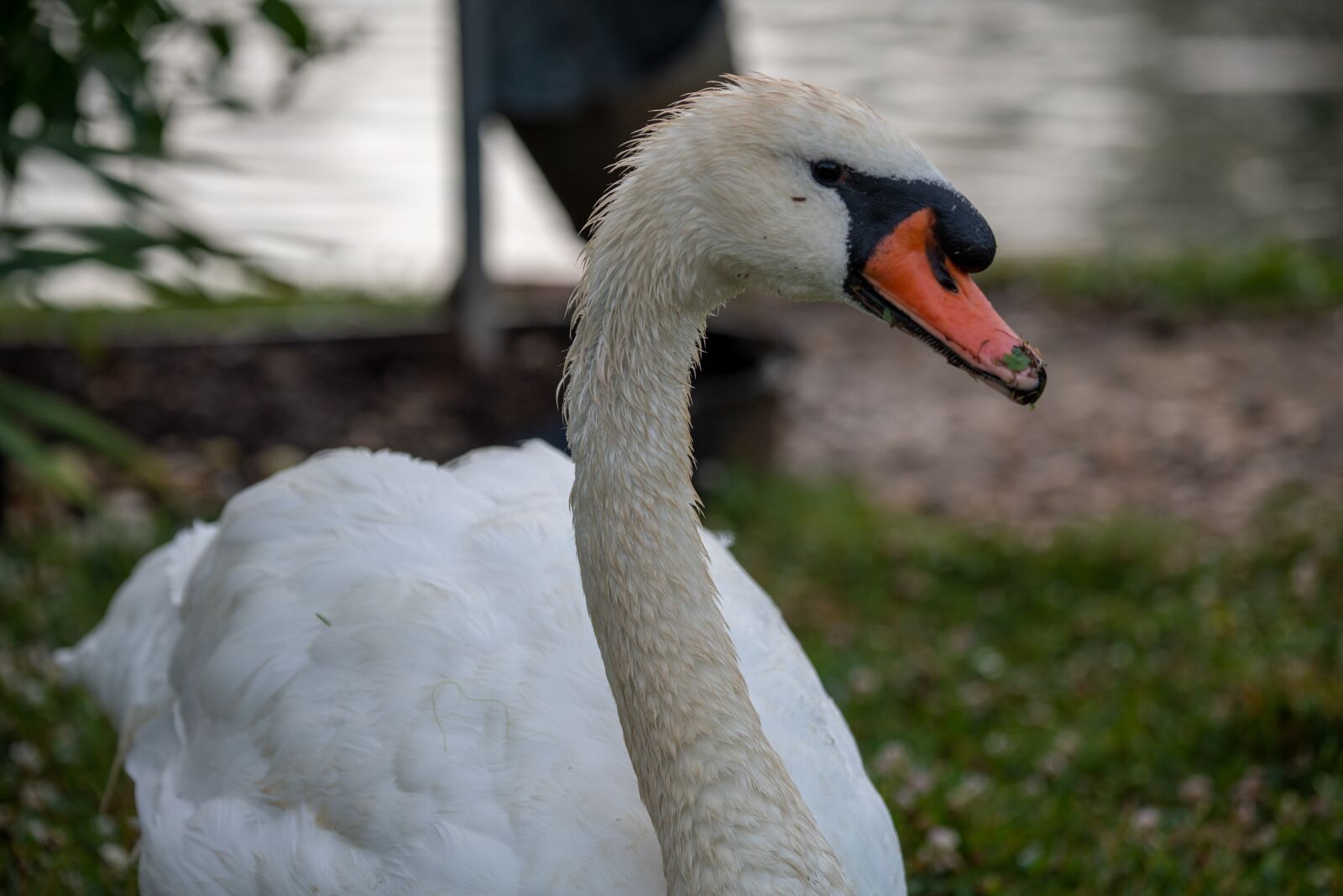 Nikon D850 sample photo. Swan, mute swan, white photography