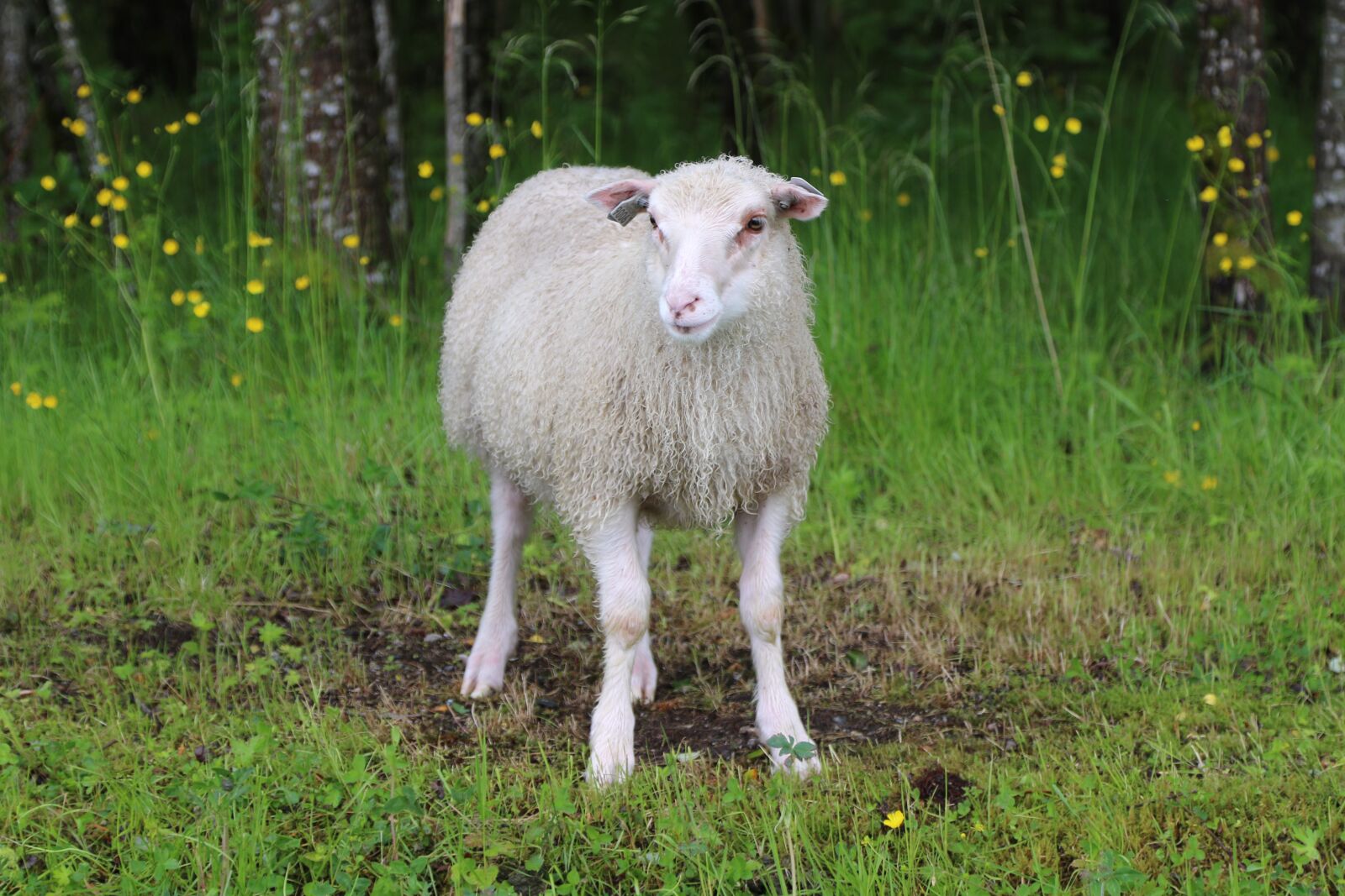 Canon EOS 7D Mark II sample photo. Lamb, sheep, livestock photography