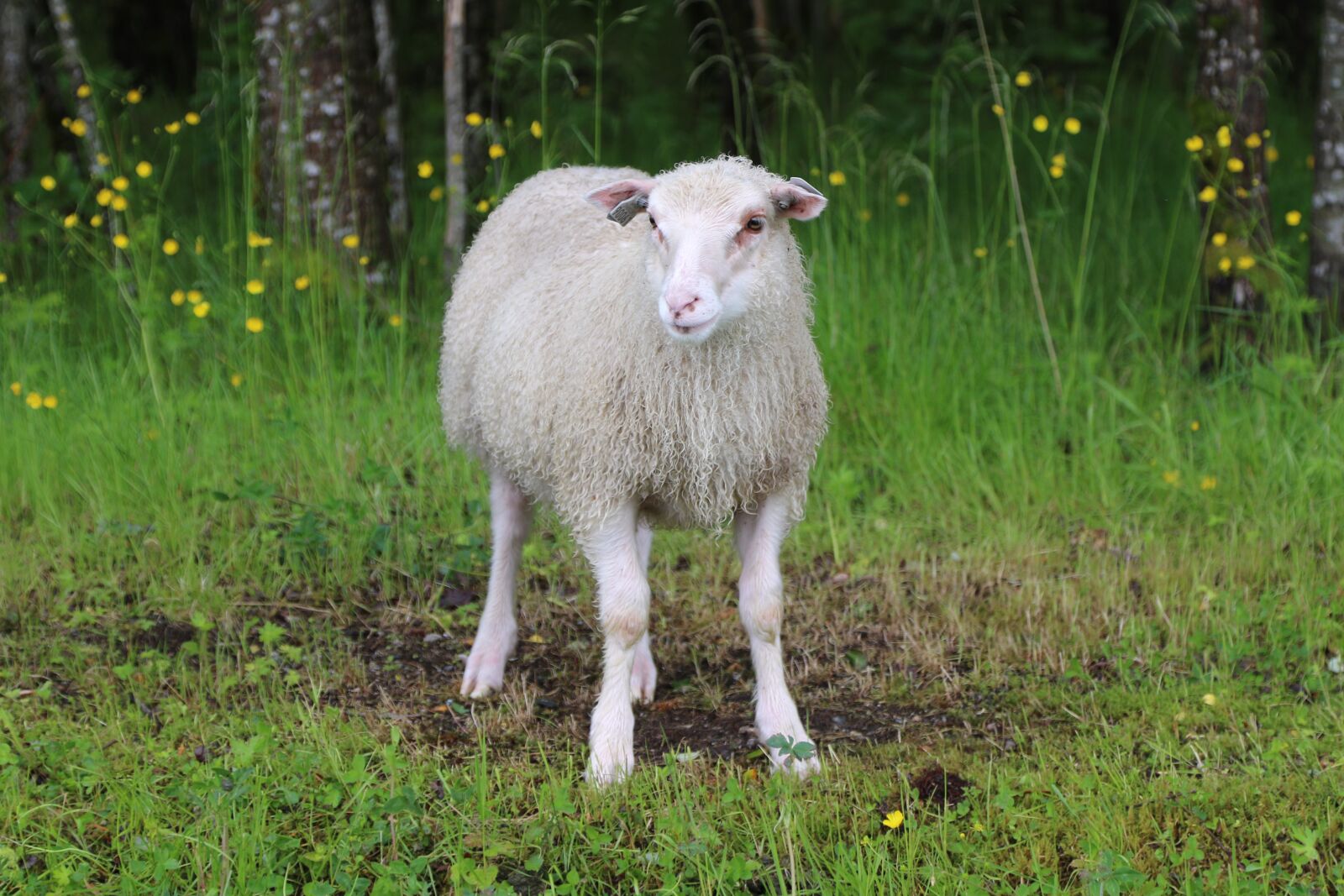 Canon EOS 7D Mark II + Canon EF 24-105mm F4L IS USM sample photo. Lamb, sheep, livestock photography