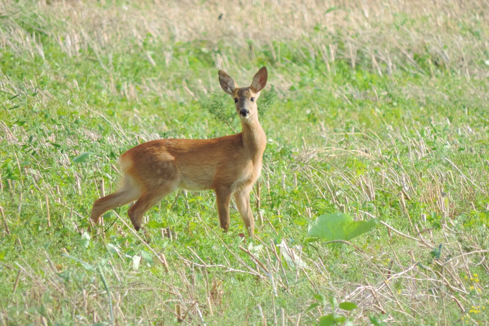 Nikon Coolpix P520 sample photo. Roe deer, fallow deer photography