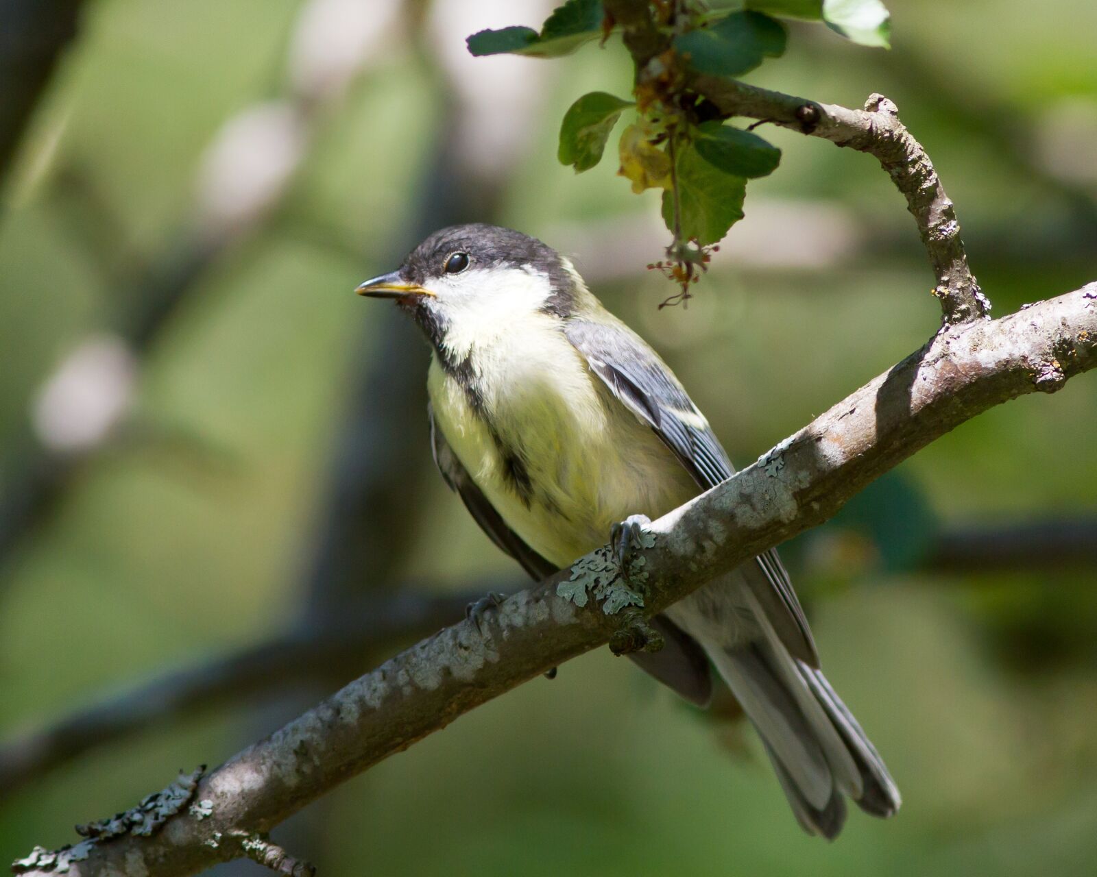 Canon EOS 7D sample photo. Great tit, young, bird photography