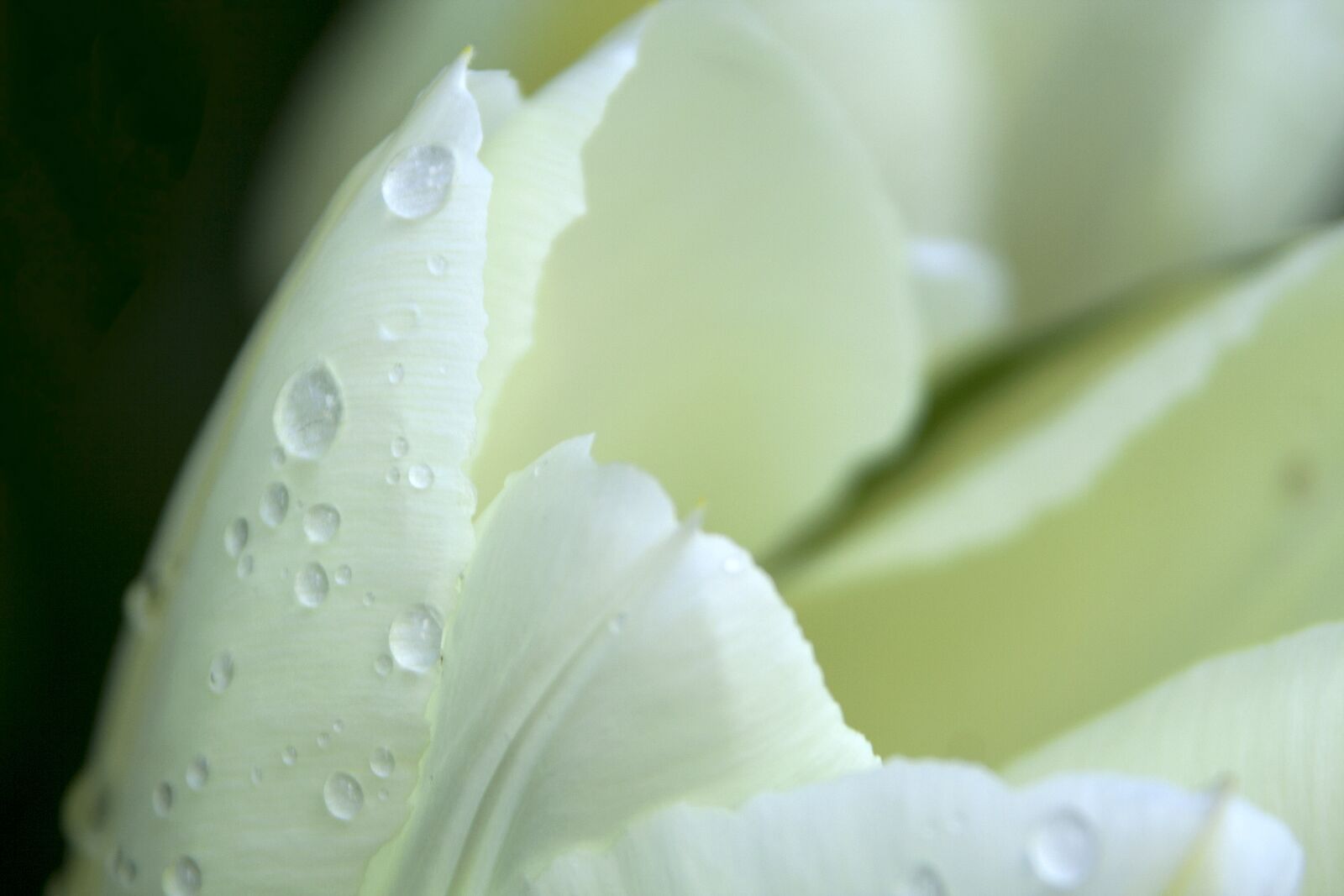 Canon EOS 350D (EOS Digital Rebel XT / EOS Kiss Digital N) sample photo. Flower, drops, nature photography