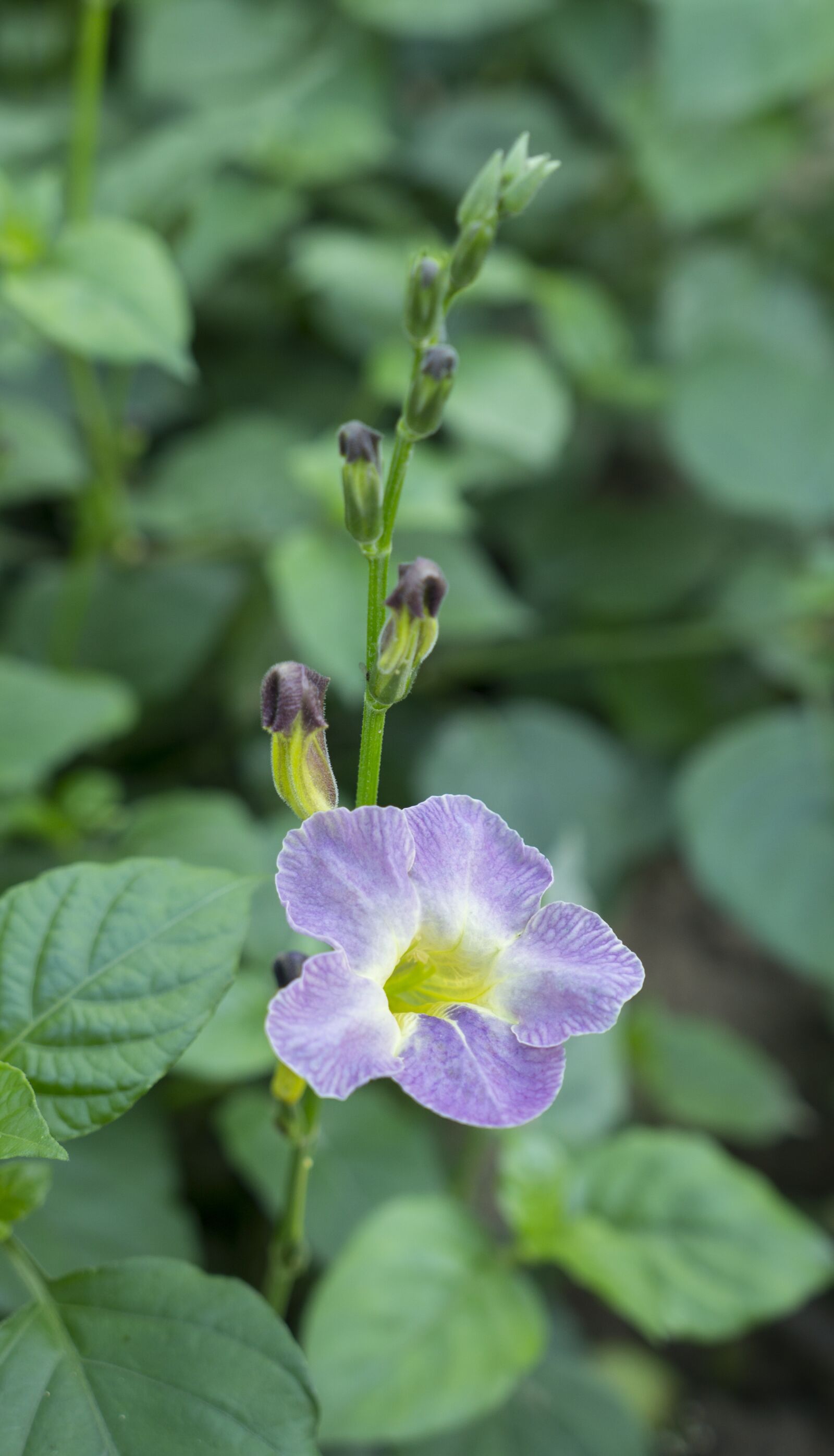 Sony Alpha NEX-F3 + Sony E 18-55mm F3.5-5.6 OSS sample photo. Natural, flowers vegetables japanese photography