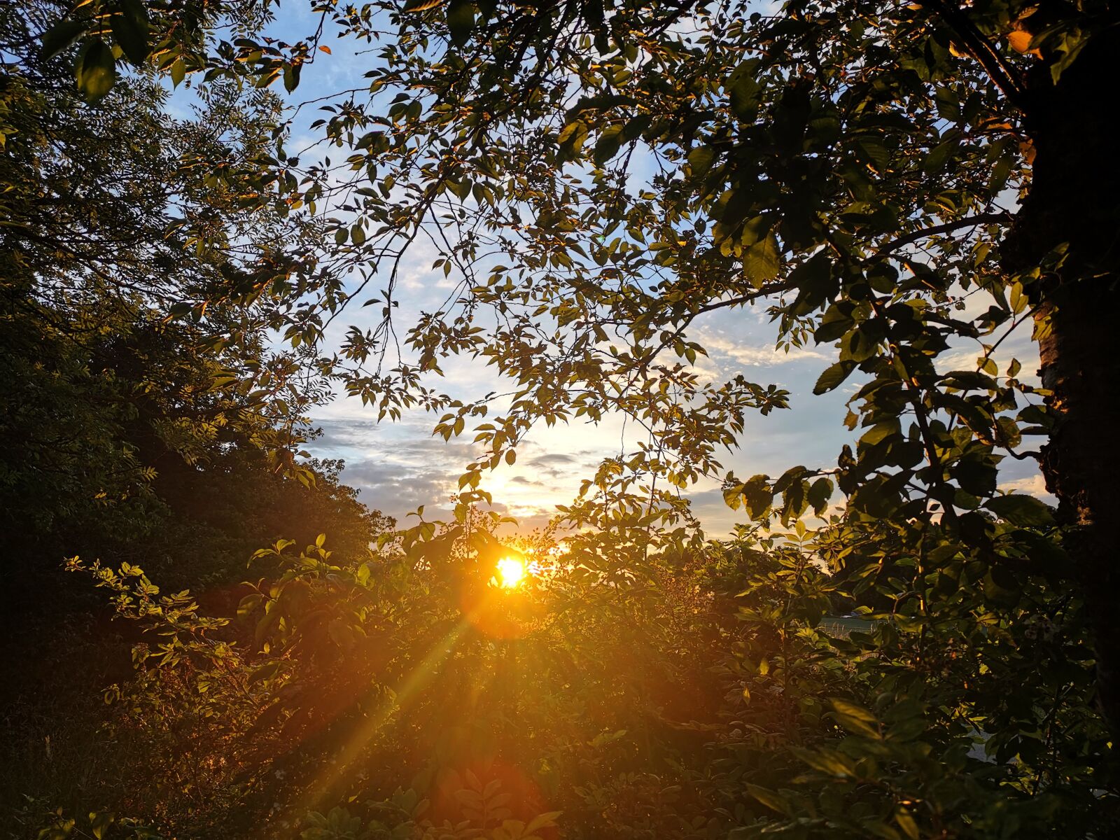 HUAWEI P30 sample photo. Weather, sunset, bush photography