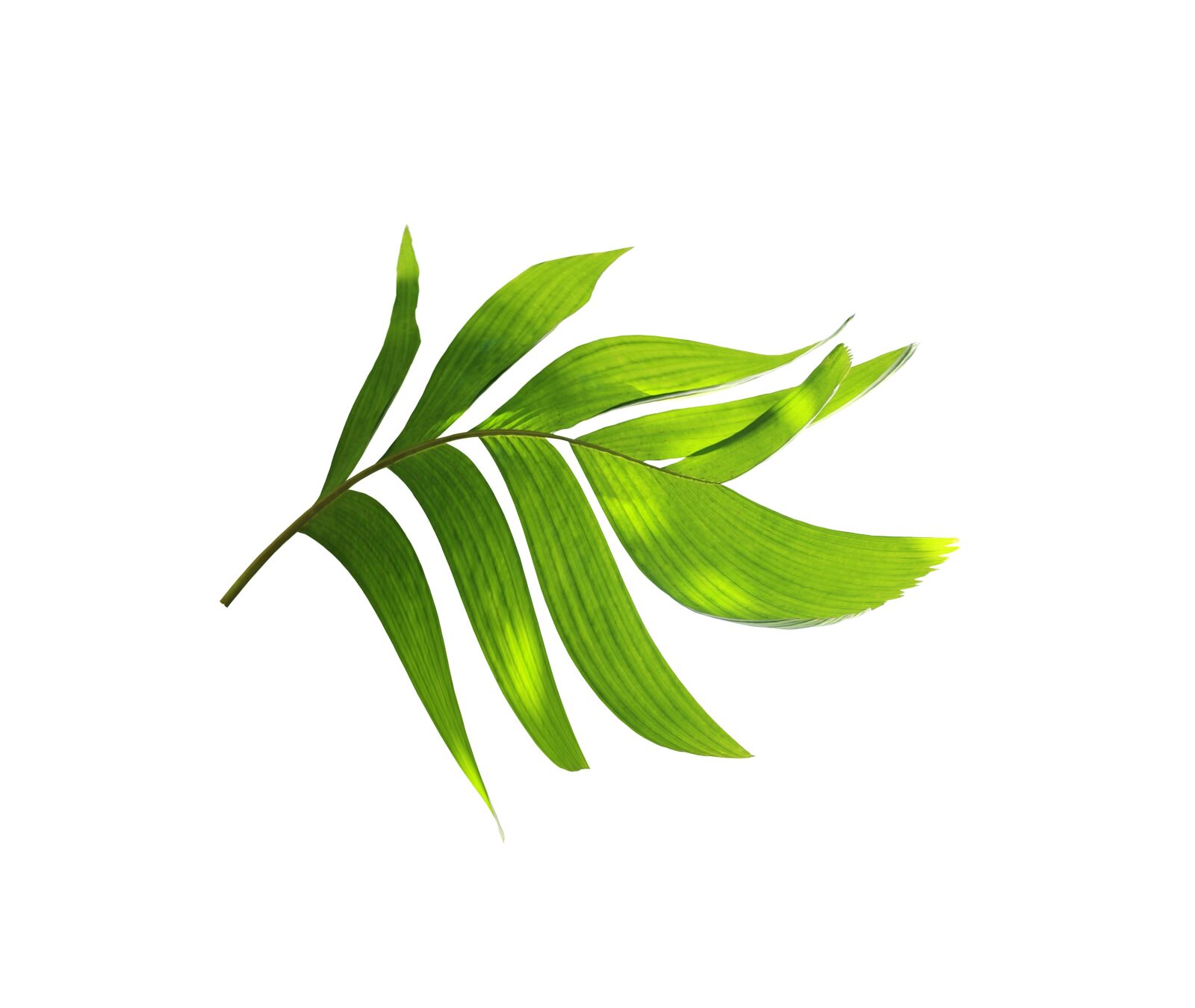 Canon EOS 700D (EOS Rebel T5i / EOS Kiss X7i) sample photo. Palm, leaf, green photography