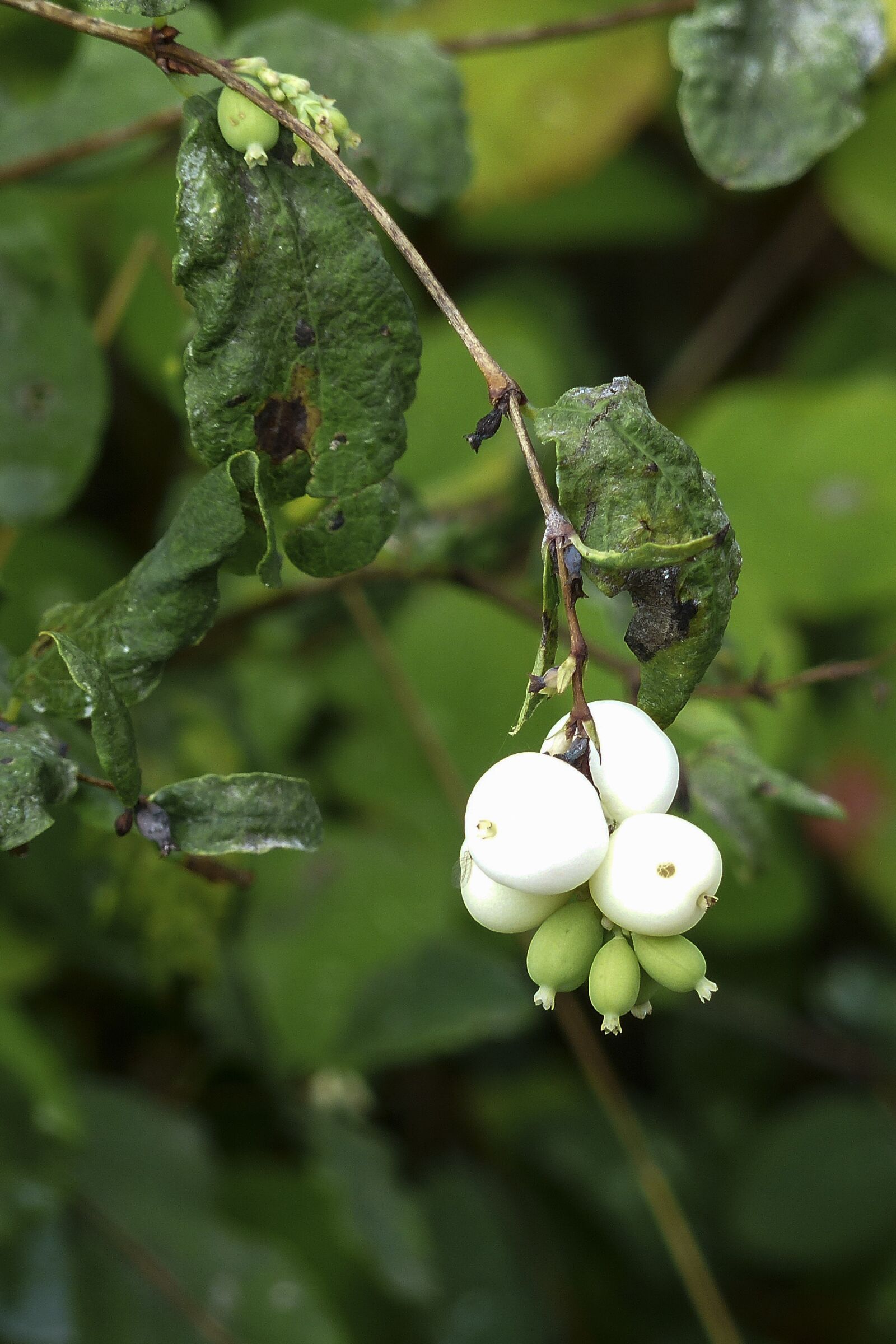 Panasonic Lumix DMC-FZ200 sample photo. White, common snowberry, symphoricarpas photography