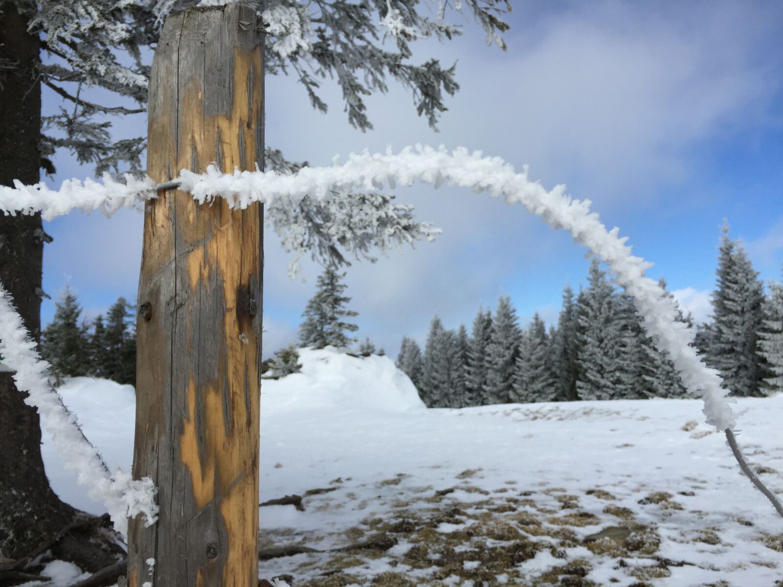 Apple iPhone 6 sample photo. Winter, frost, cold photography