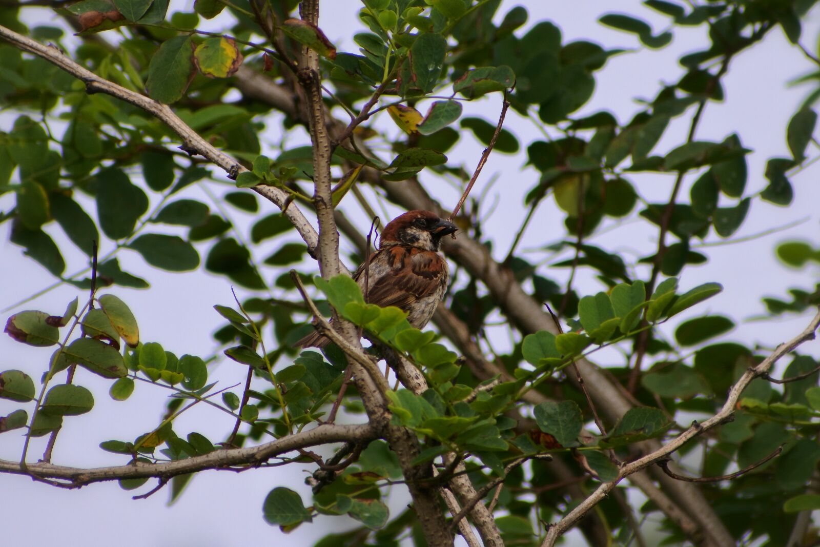VR 70-300mm f/4.5-6.3G sample photo. Animal, wood, green photography